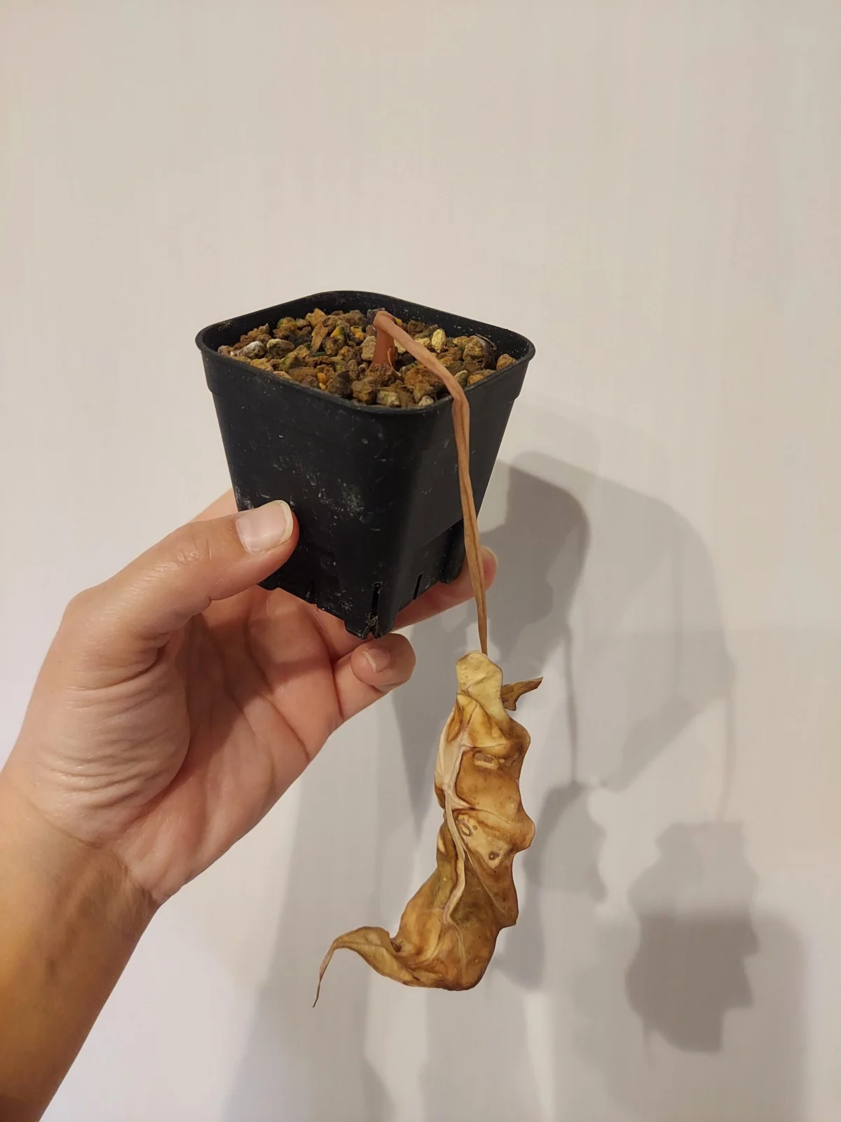 アロカシア　アマゾニカポリー　枯れ