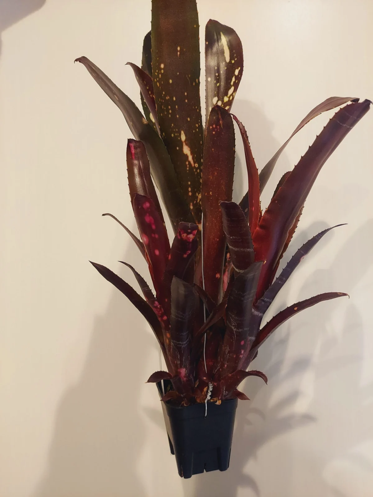 ビルベルギア　ハレルヤ