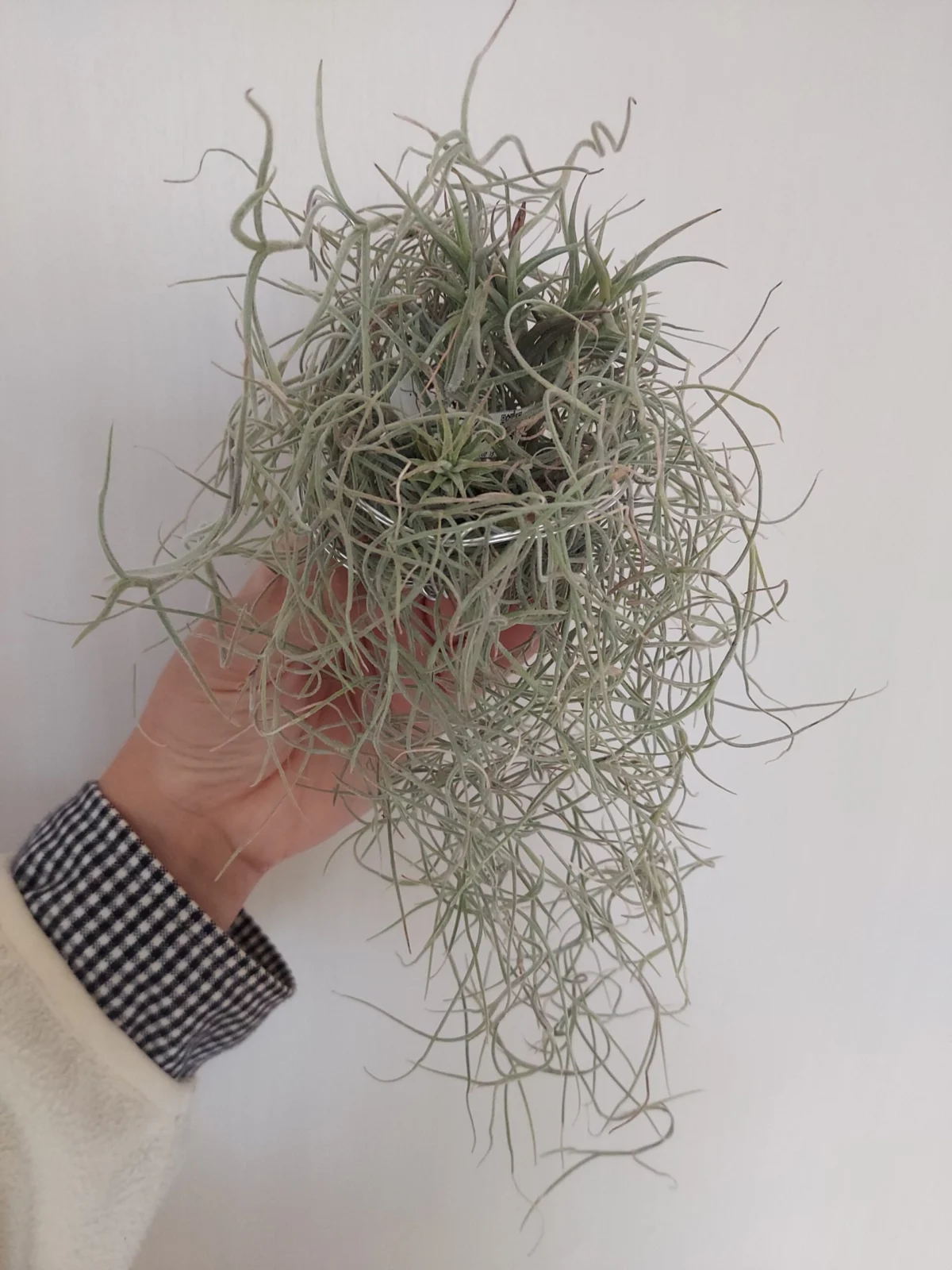 ウスネオイデス　ゆりかご