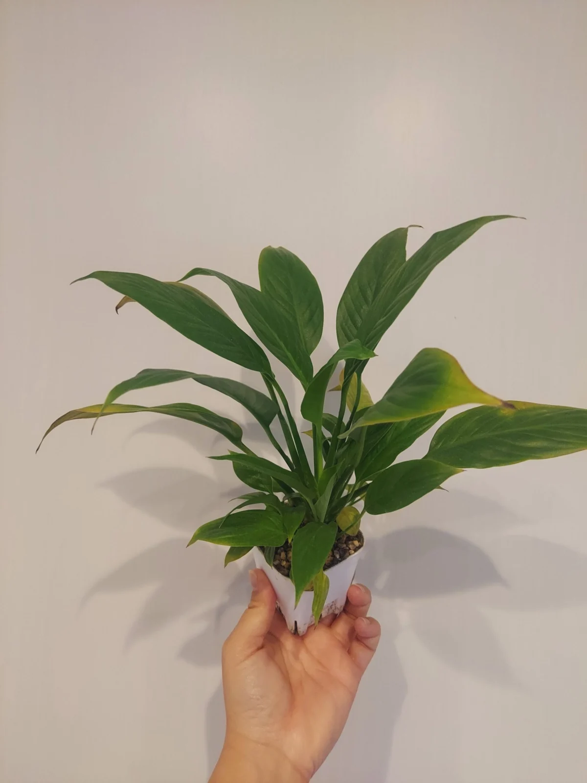 スパティフィラム　DAISO