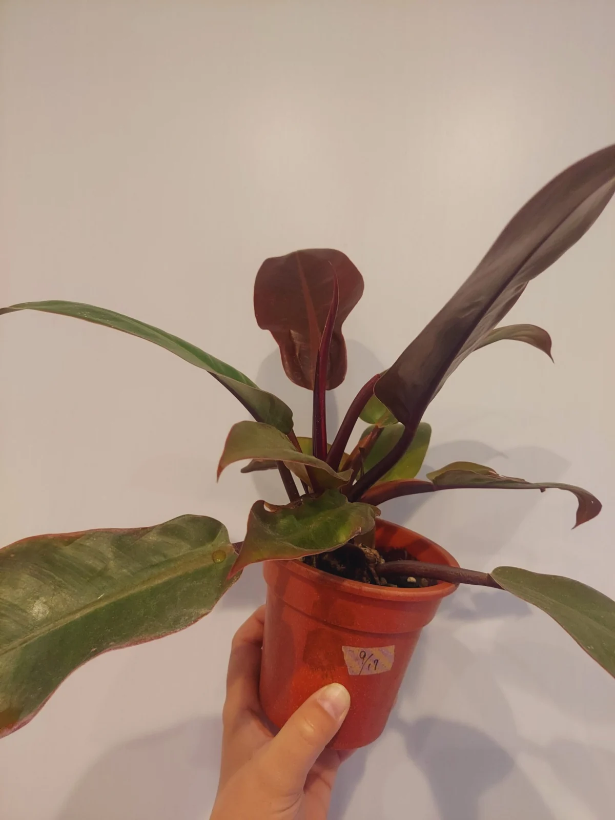 フィロデンドロン　プリンスオブオレンジ