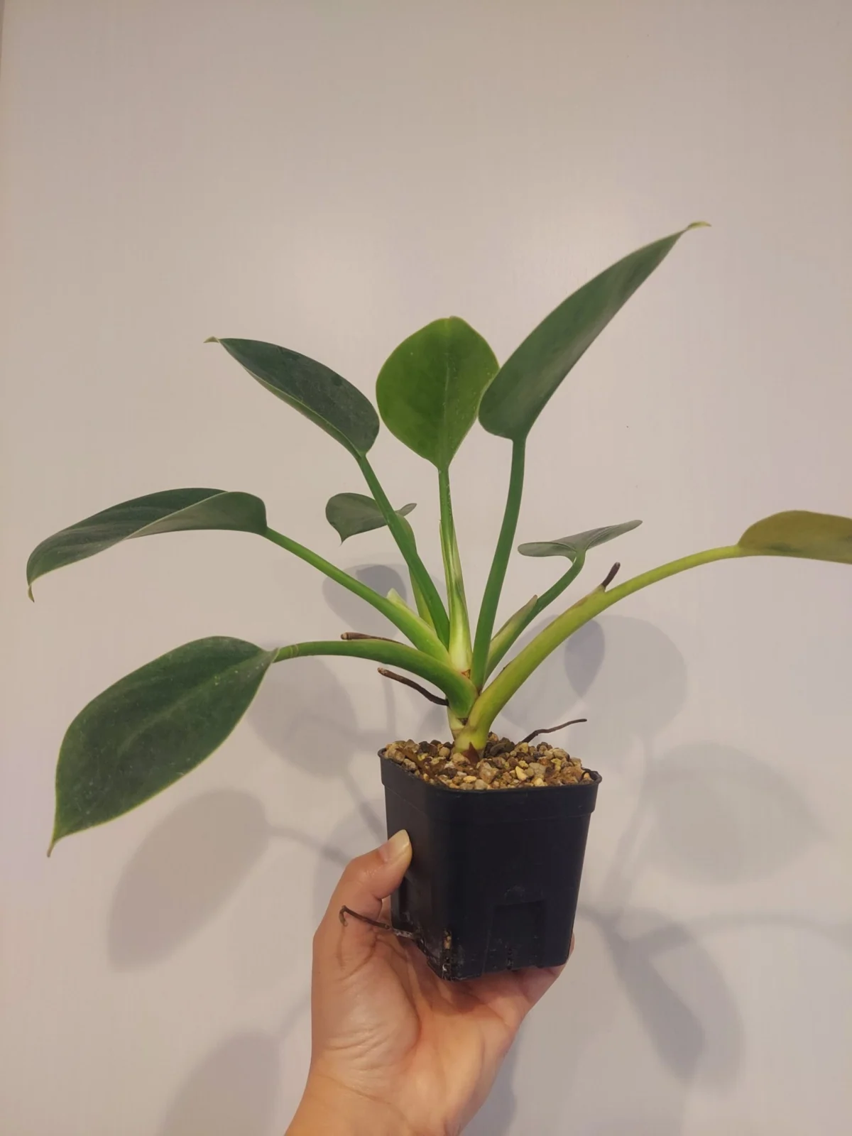 フィロデンドロン　DAISO