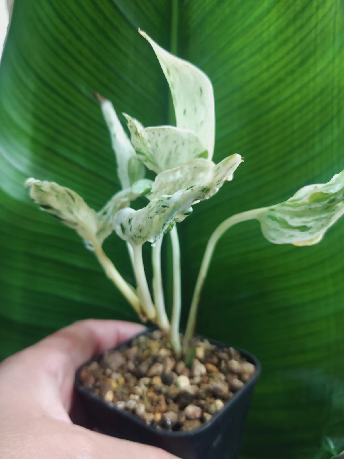 ポトス　テルノラブソング