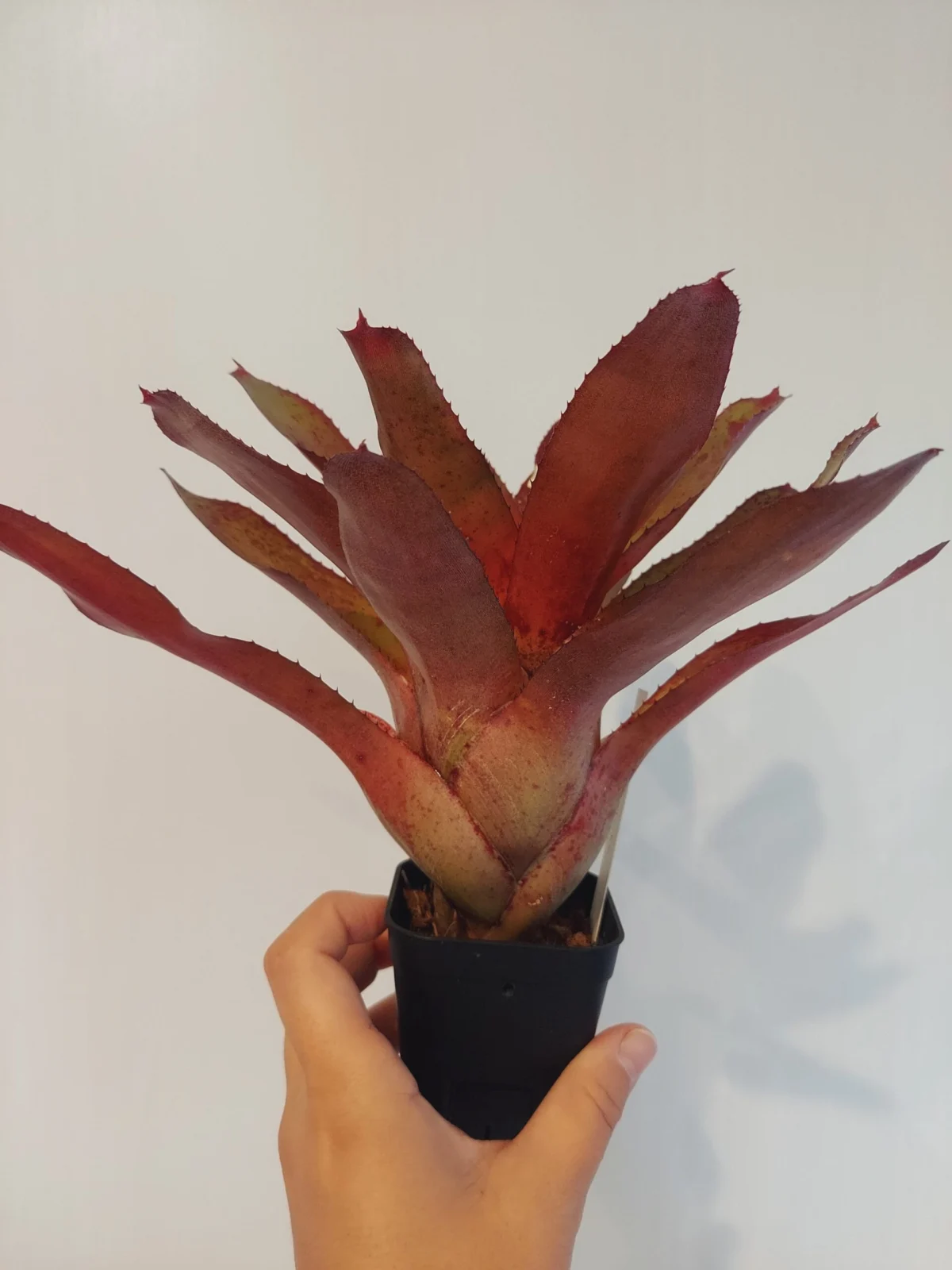 ネオレゲリア　リーヒン