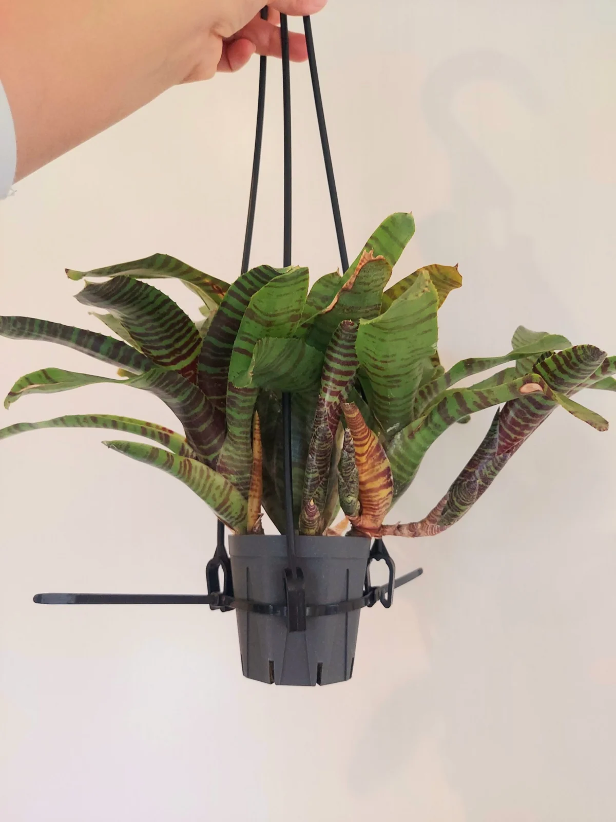 ネオレゲリア　zone8　子株