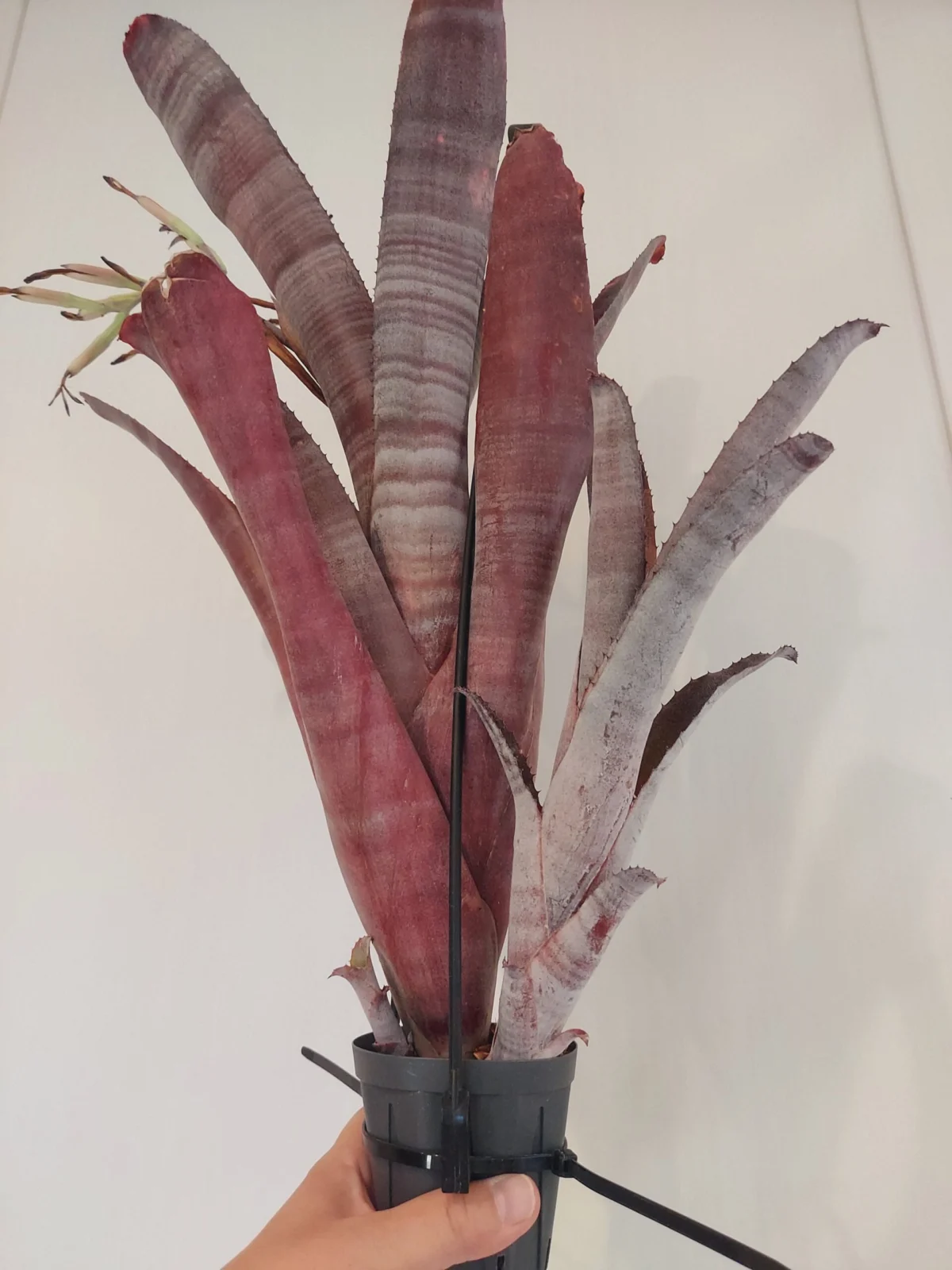 ビルベルギア　シンパティコ　子株