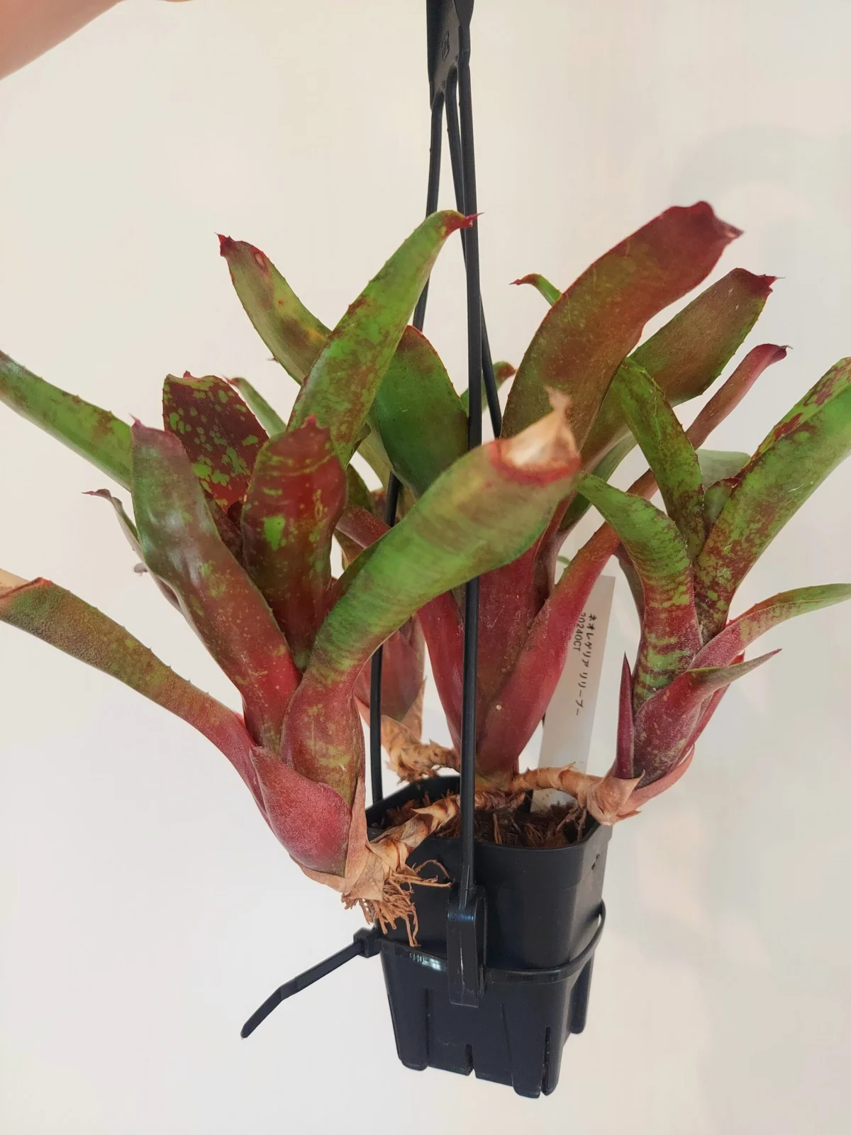 ネオレゲリア　リリープー