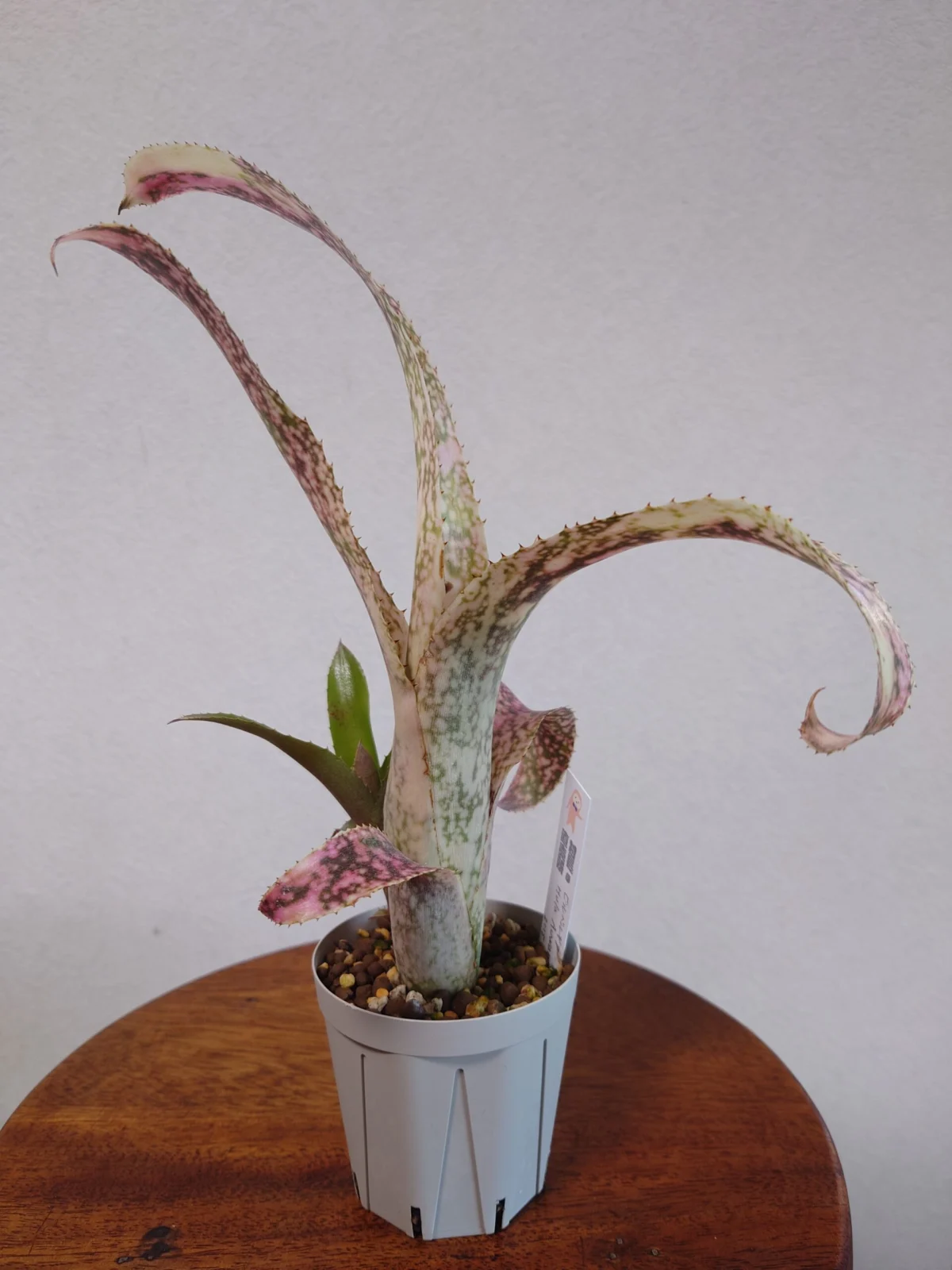 ビルベルギア　フラアウワナ