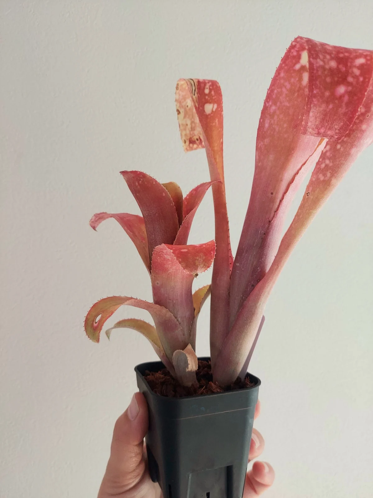 ビルベルギア テキーラサンセット