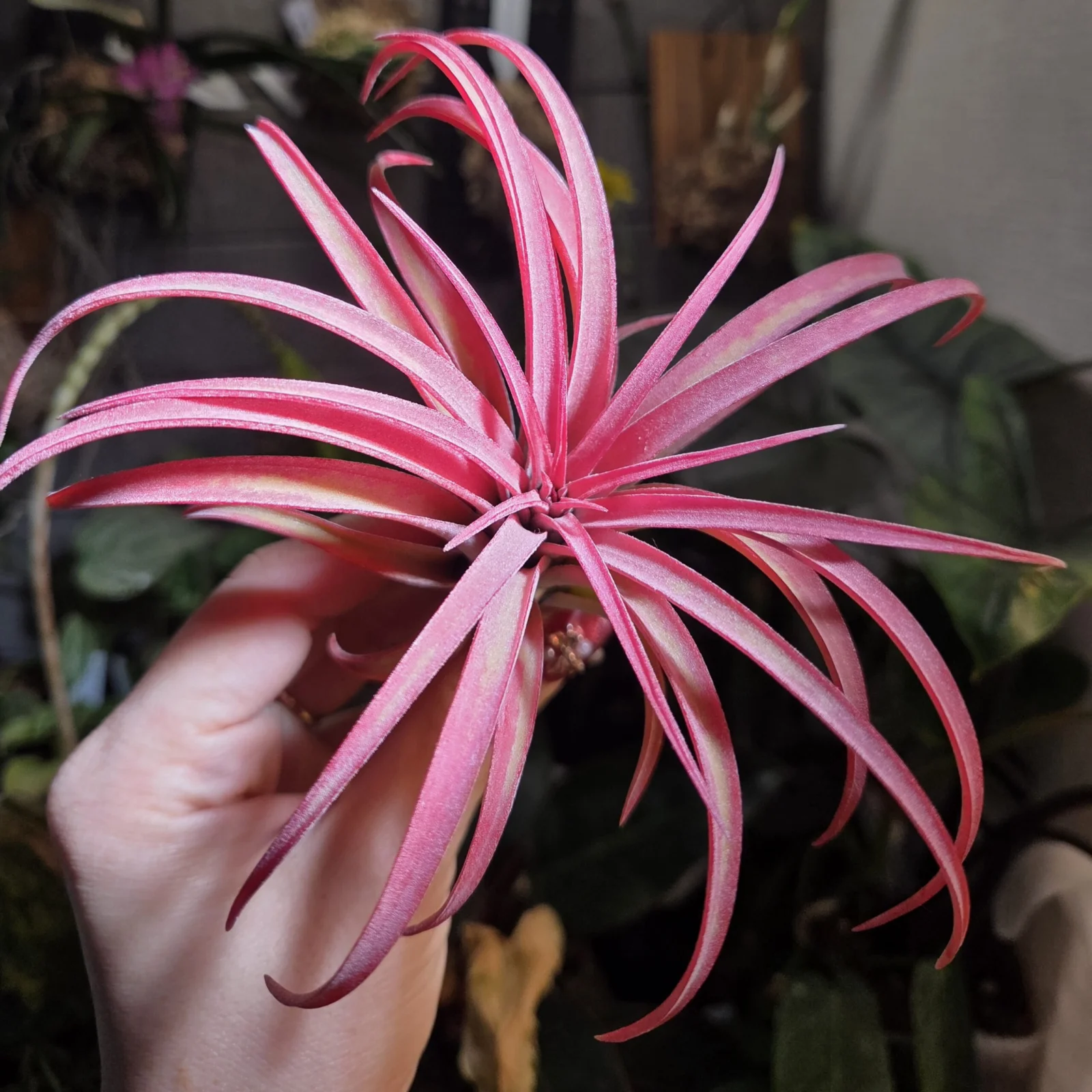 ティランジア セスレッドワイン