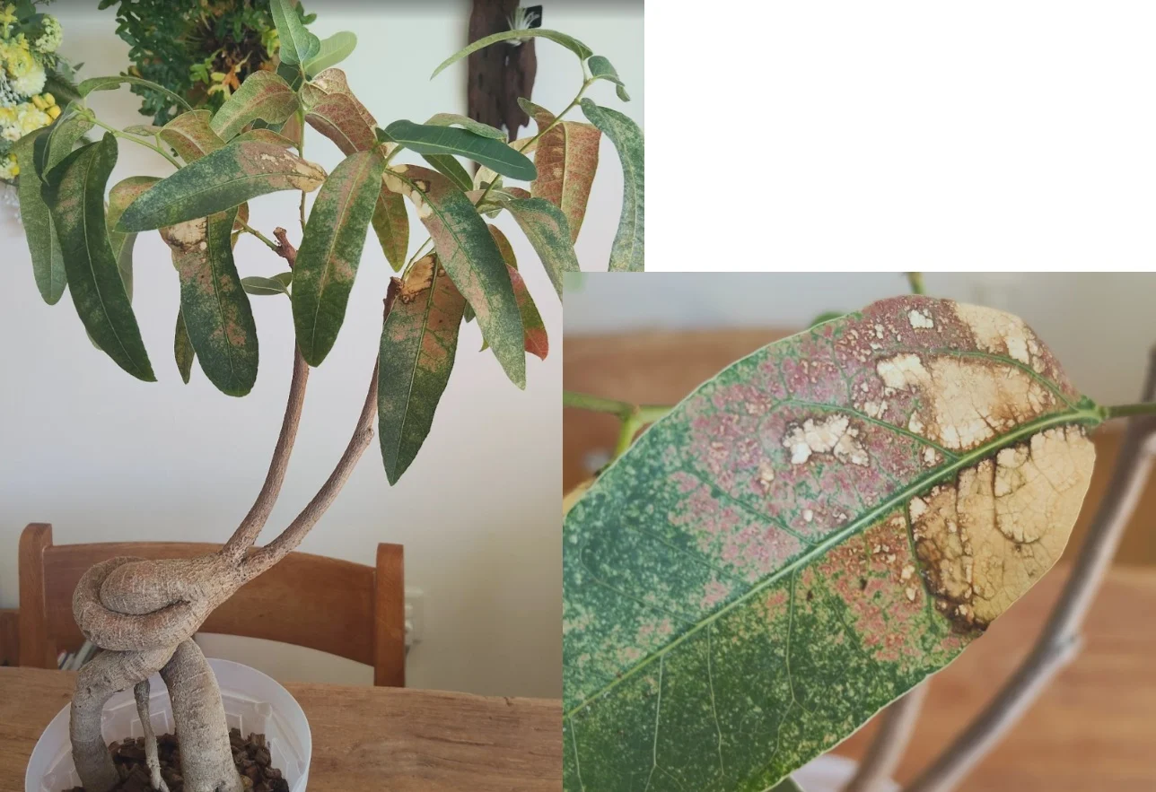 ボトルツリー　ブラキキトン　ポプルネウス