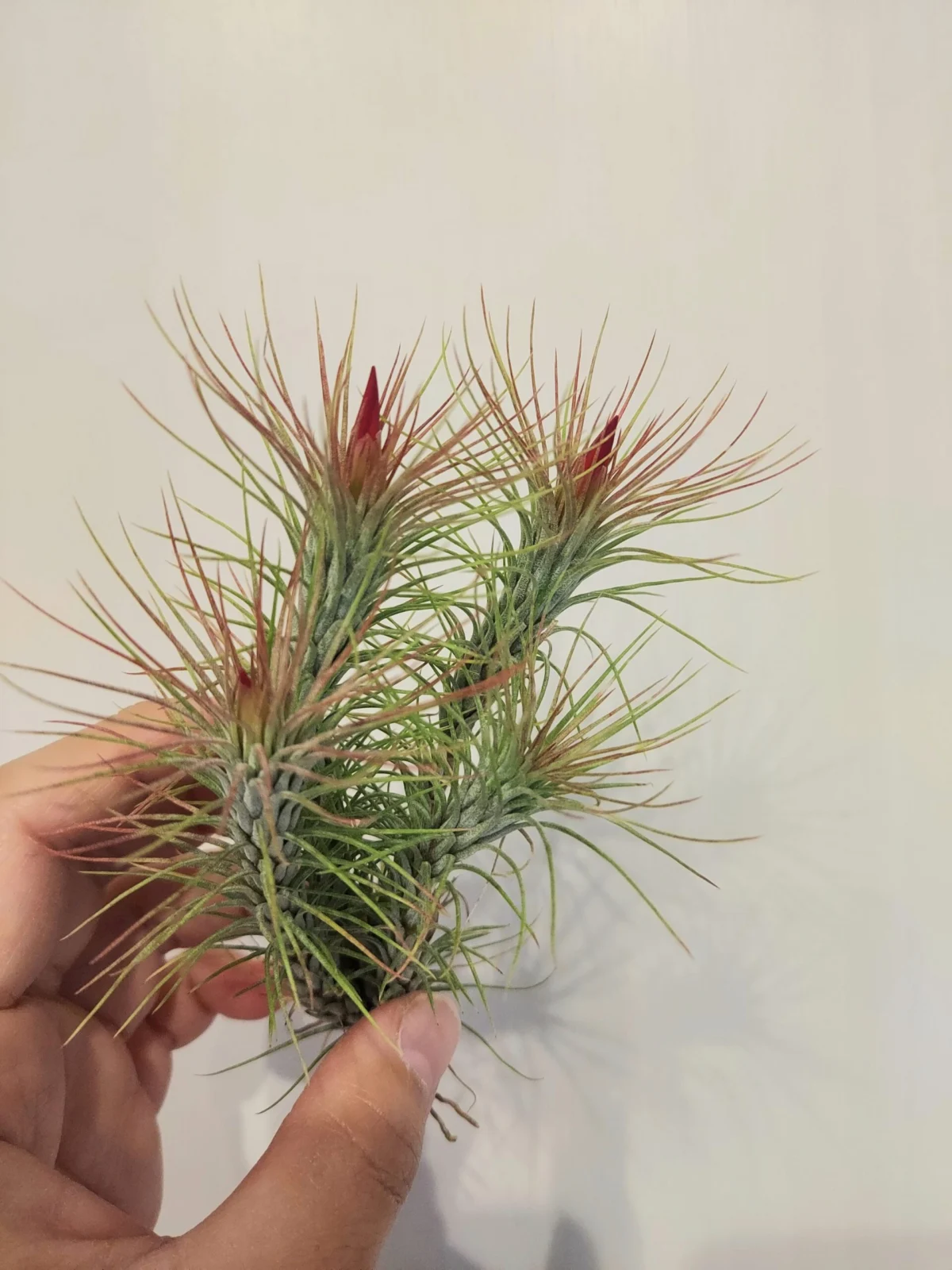 ティランジア　フンキアナ　花芽　DAISO