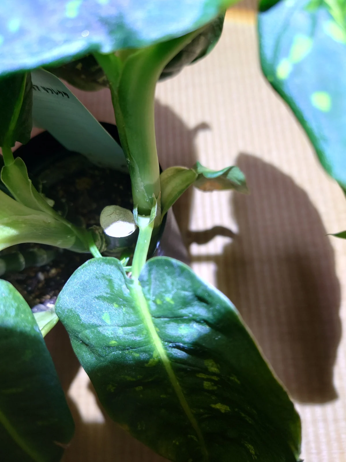 ディフェンバキア リフレクタ