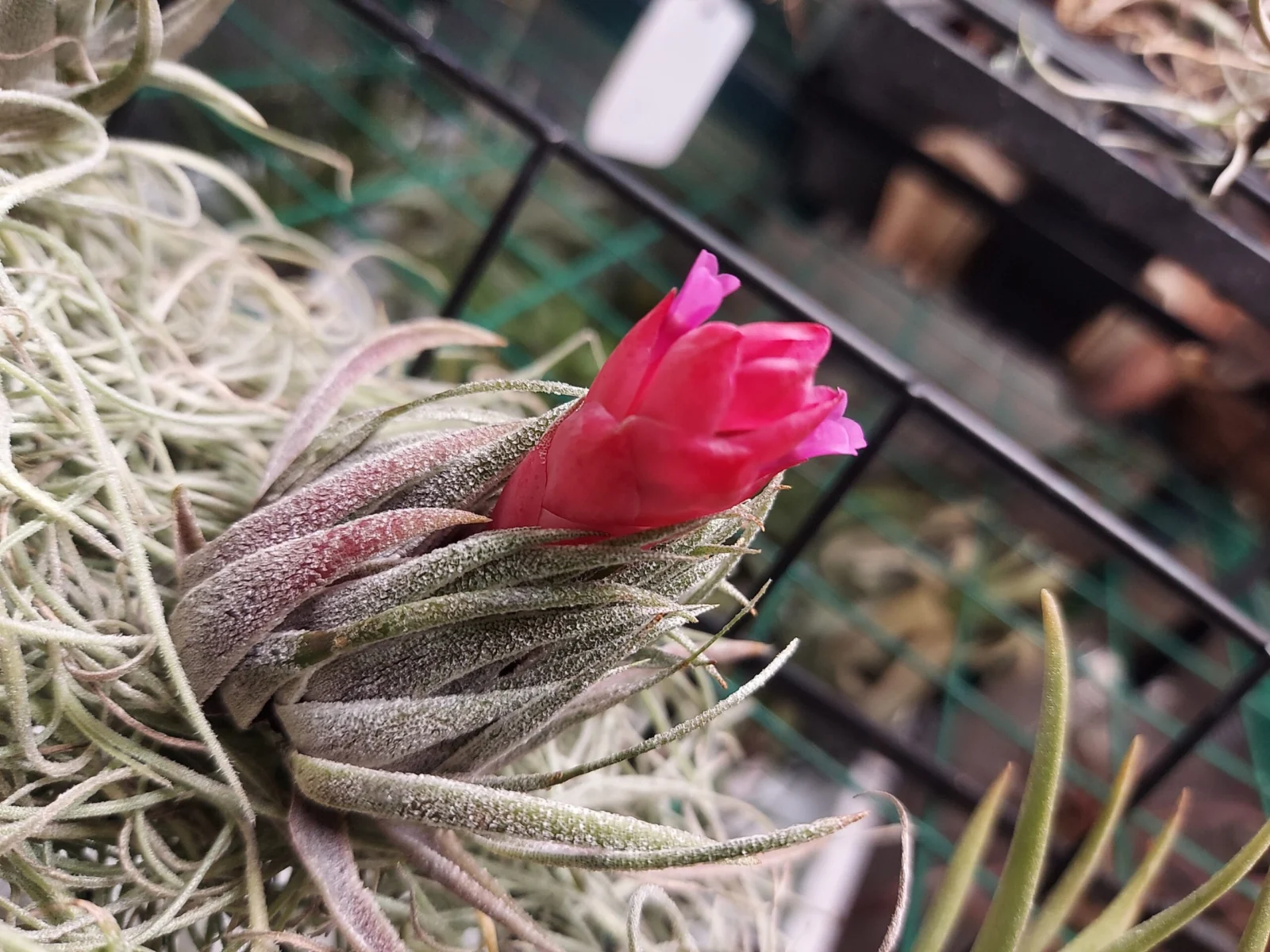 ティランジア スプレンゲリアナ 花