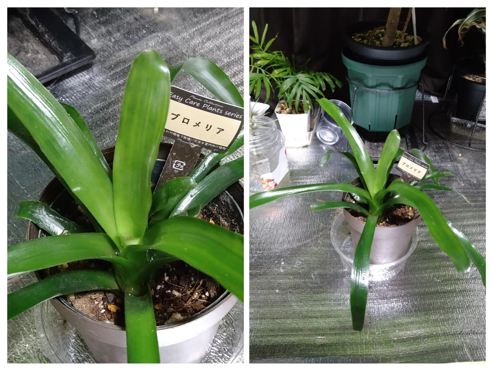 ブロメリア　品種不明