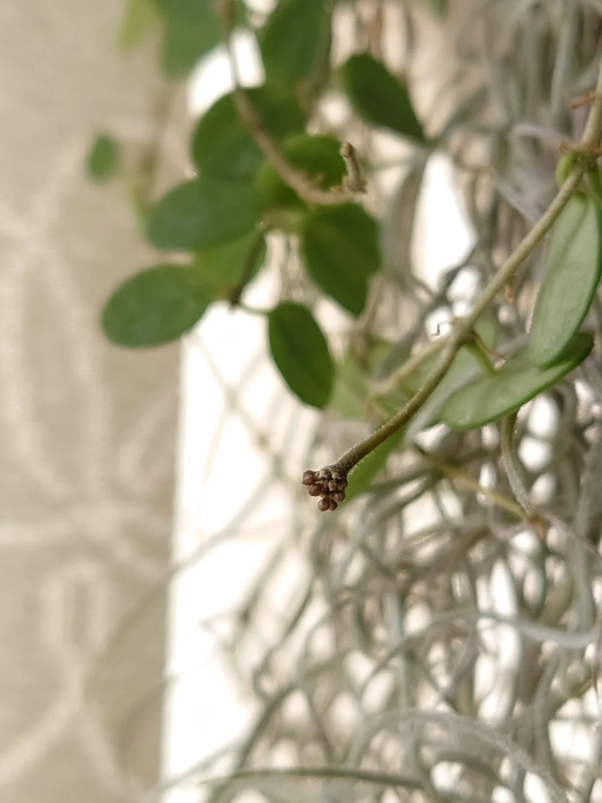 ホヤ セルペンス 花座