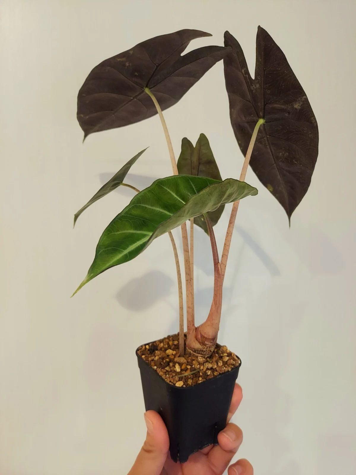 アロカシア　ピンクドラゴン　新葉