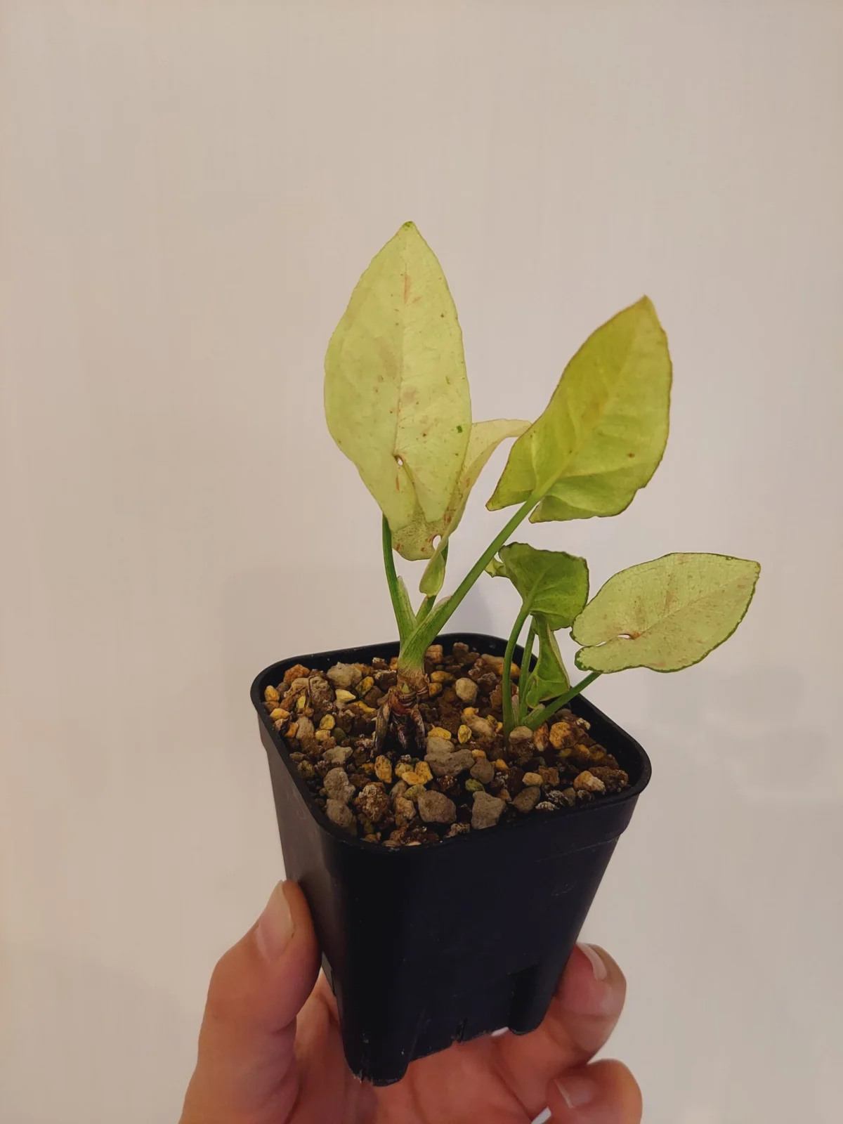 シンゴニウム　ミルクコンフェッティ