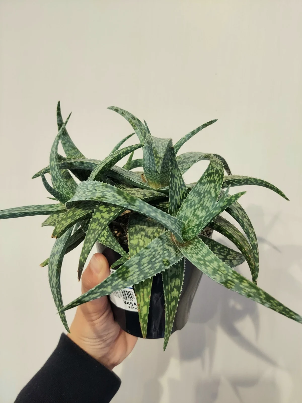 アロエ ホワイトフォックス