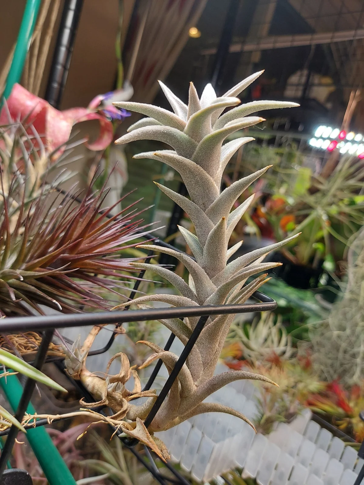 ティランジア　エディシアエ