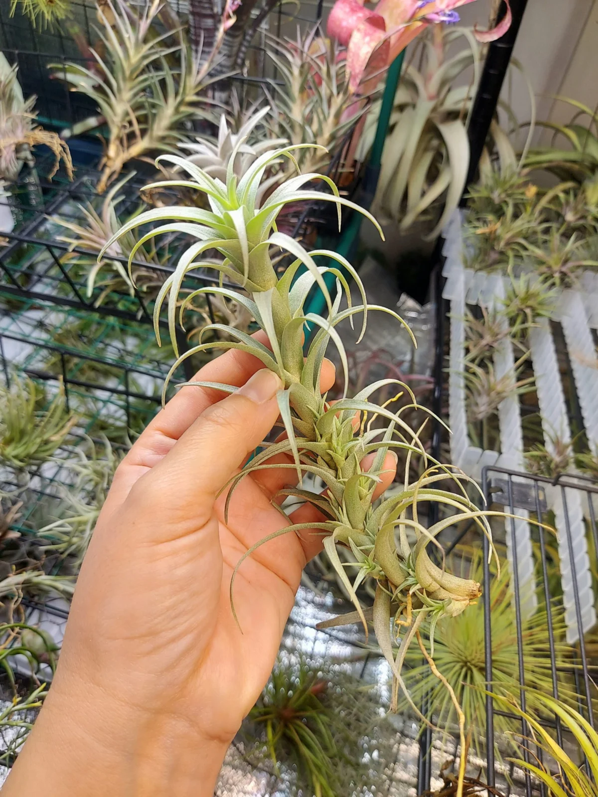 ティランジア　ナナ