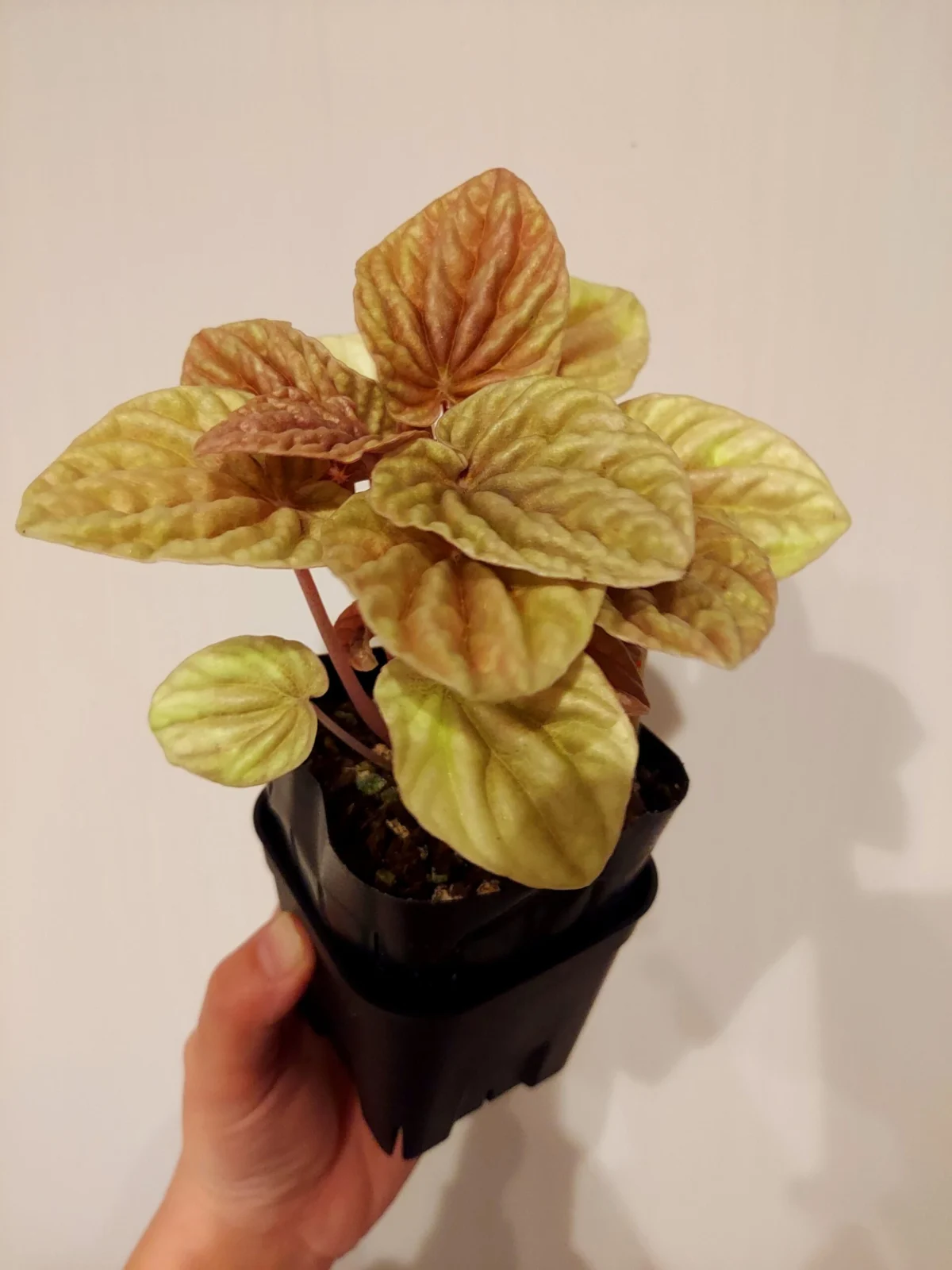 ペペロミア キト