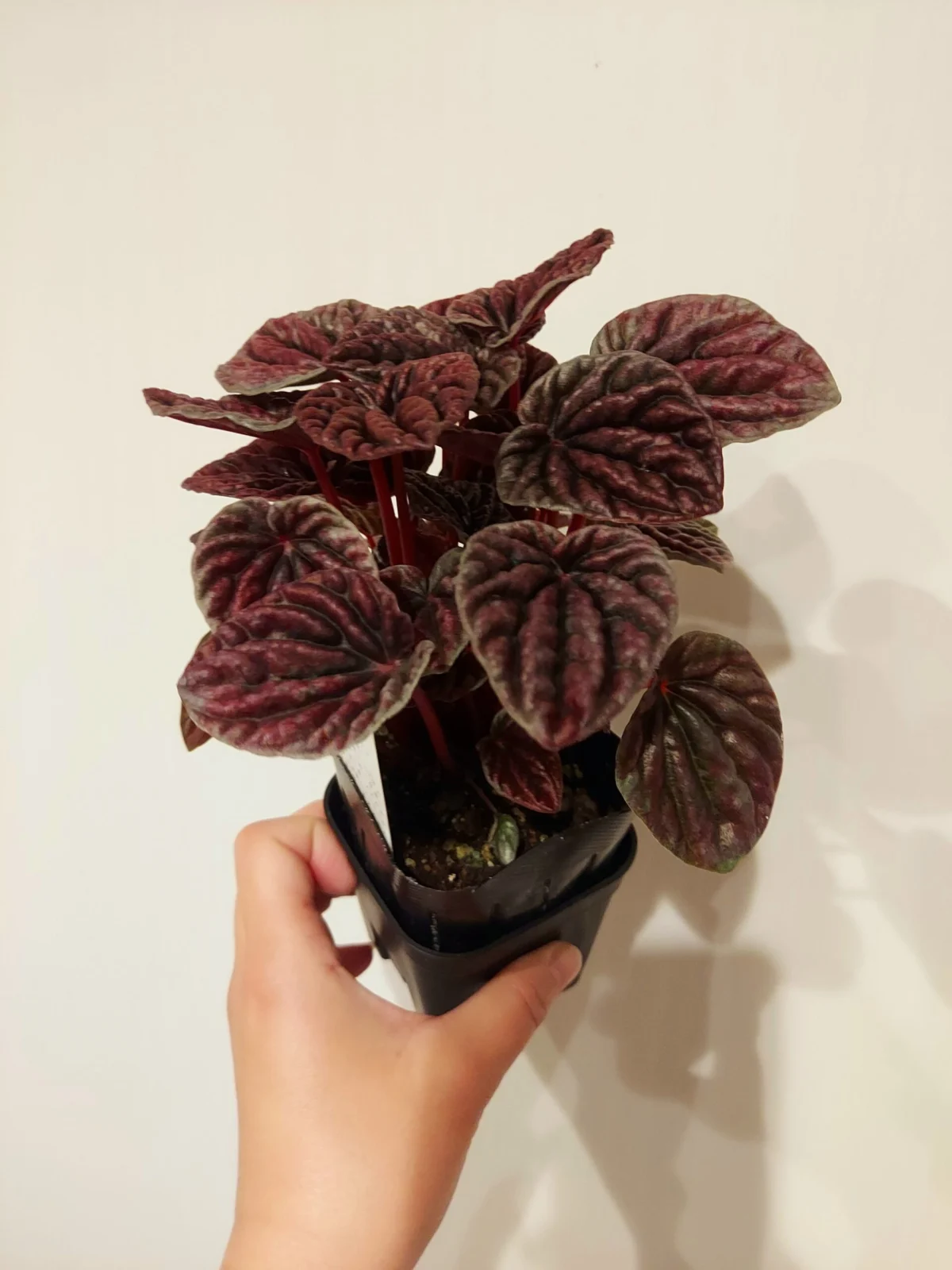 ペペロミア レッドルナ