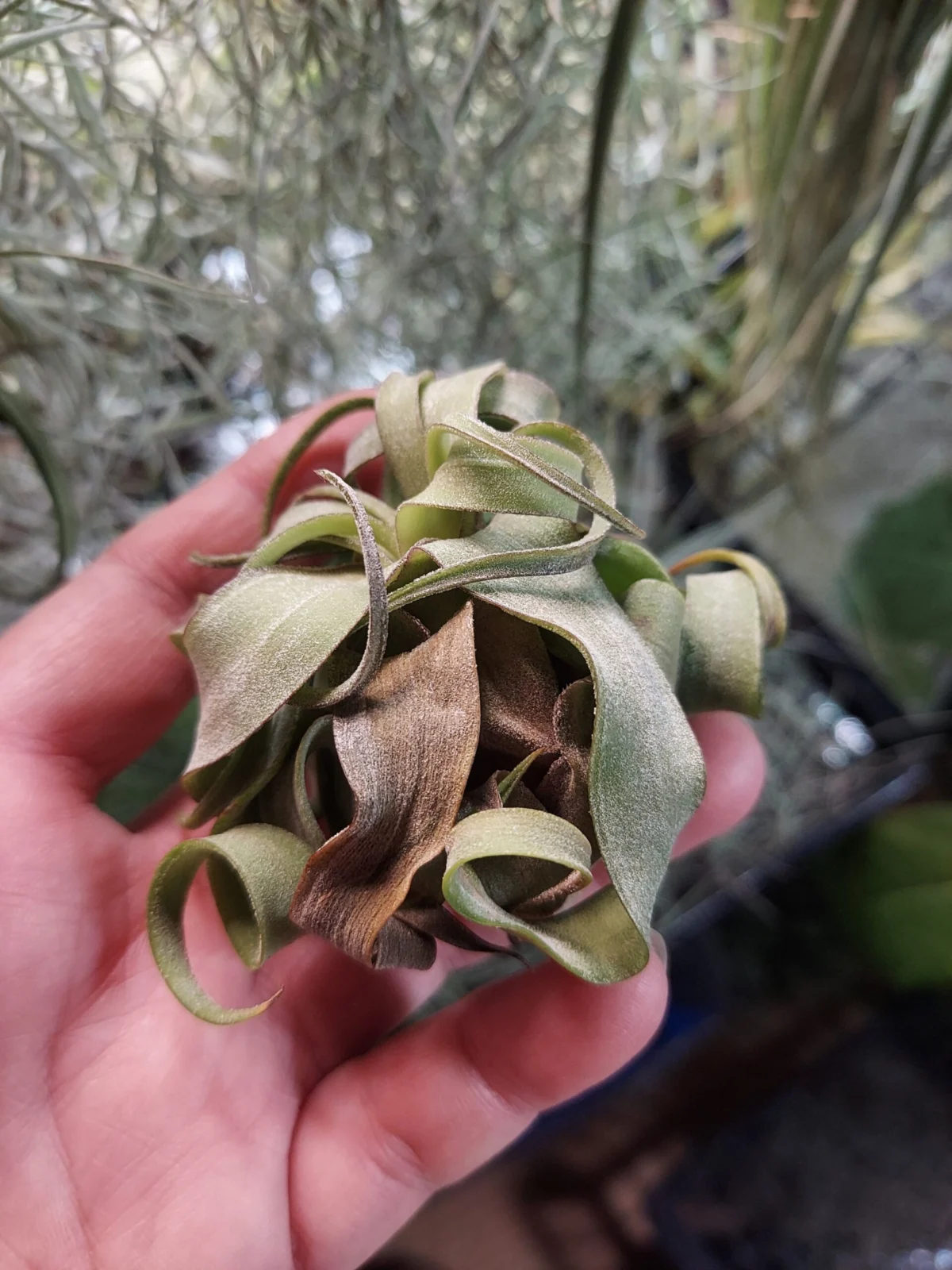 ティランジア ストレプトフィラ