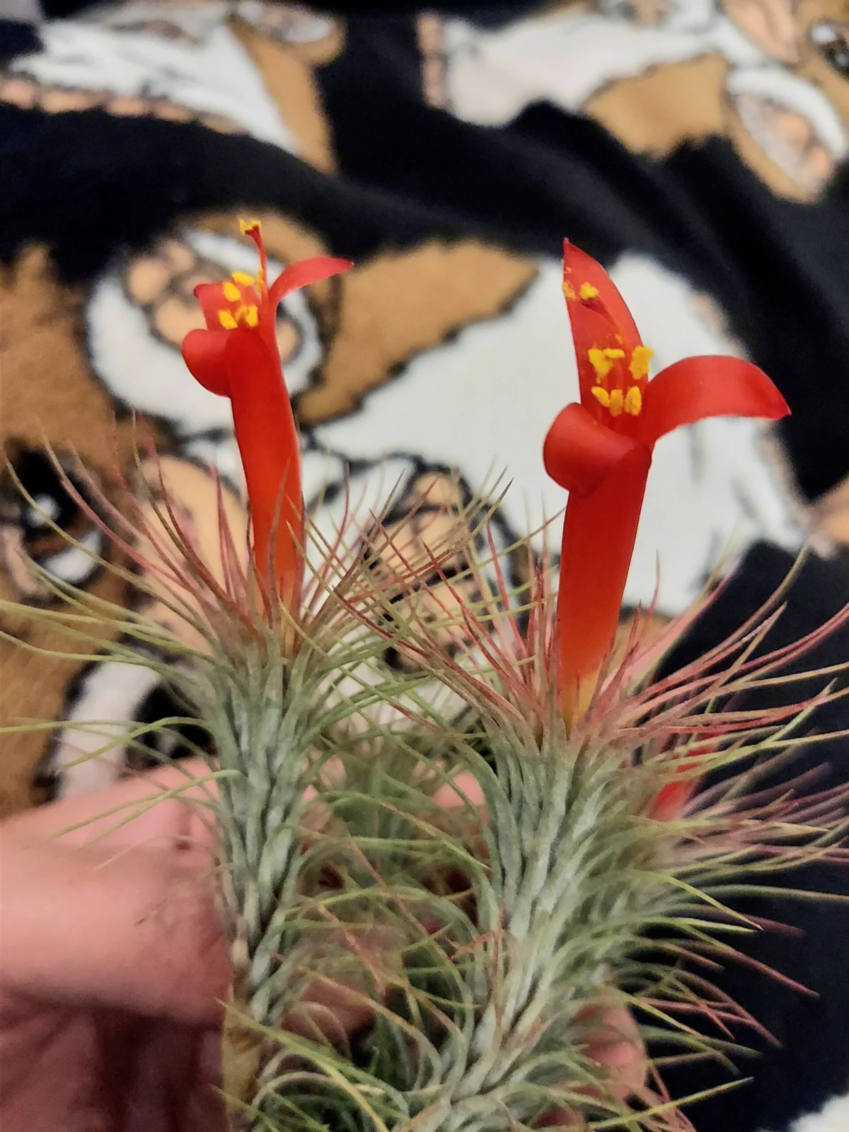 ティランジア　フンキアナ　花　DAISO