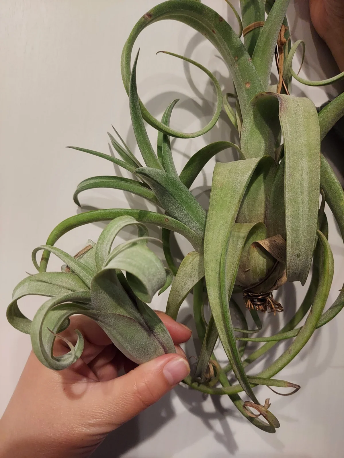 ティランジア カーリースリム 子株