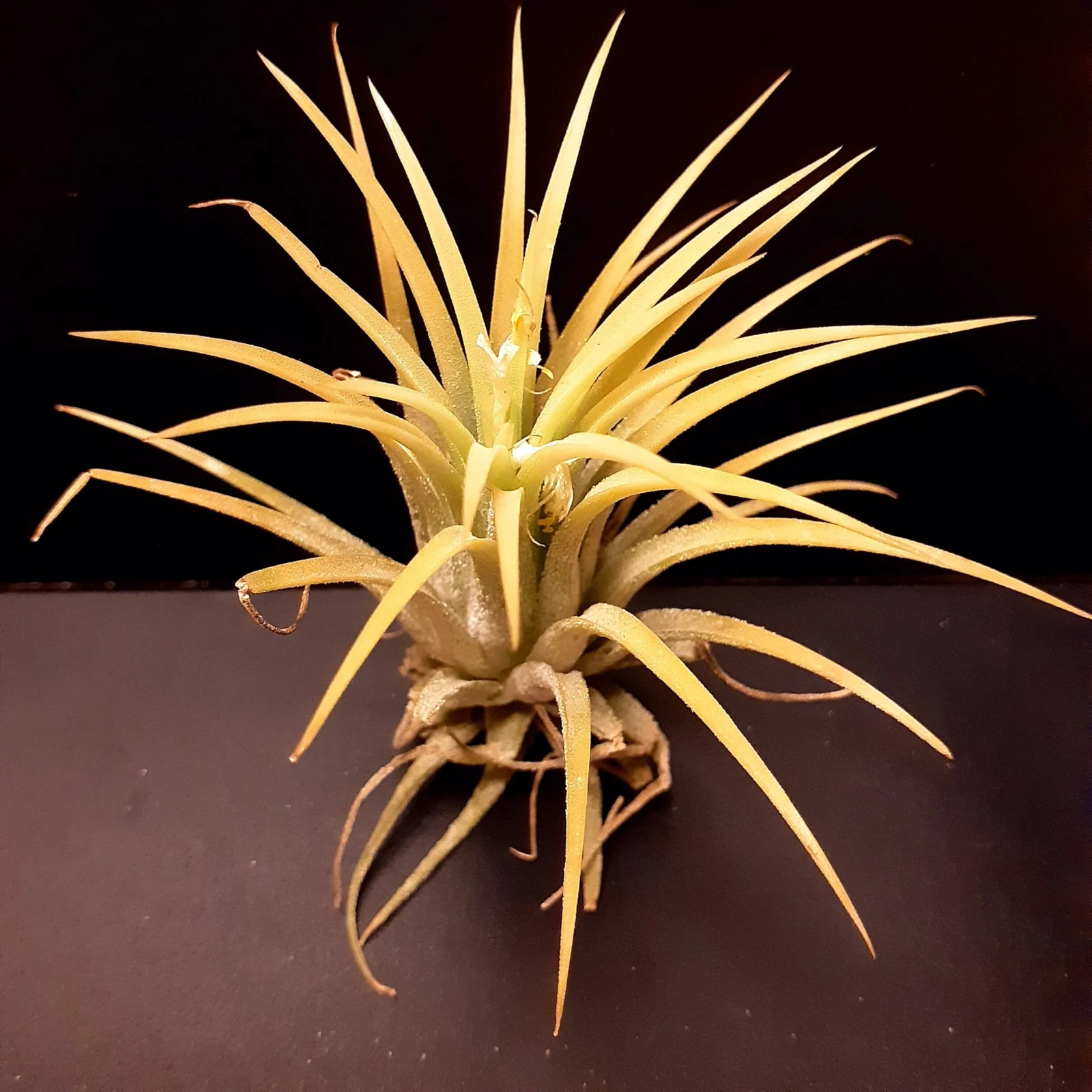 ティランジア イオナンタ