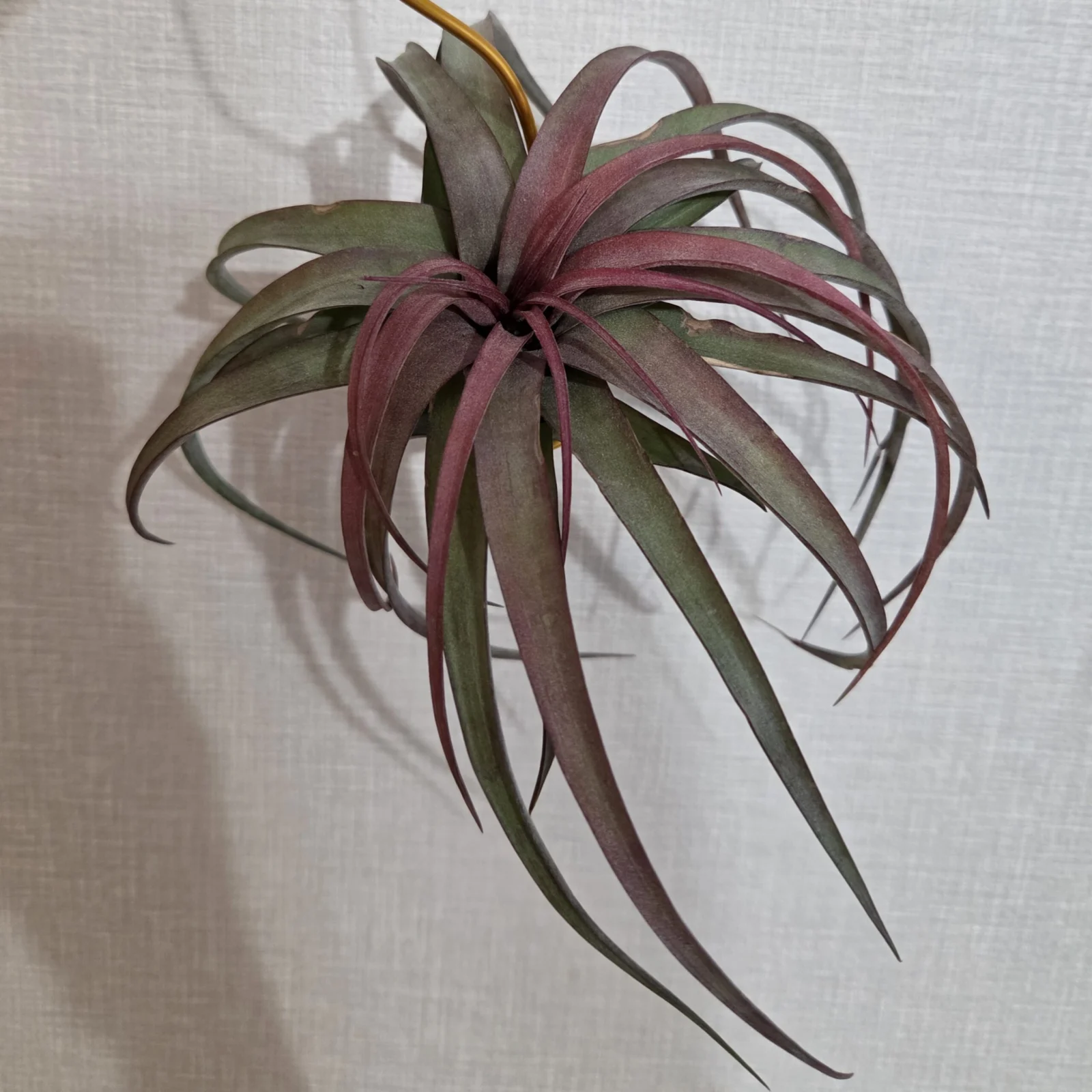 ティランジア エリックノブロック