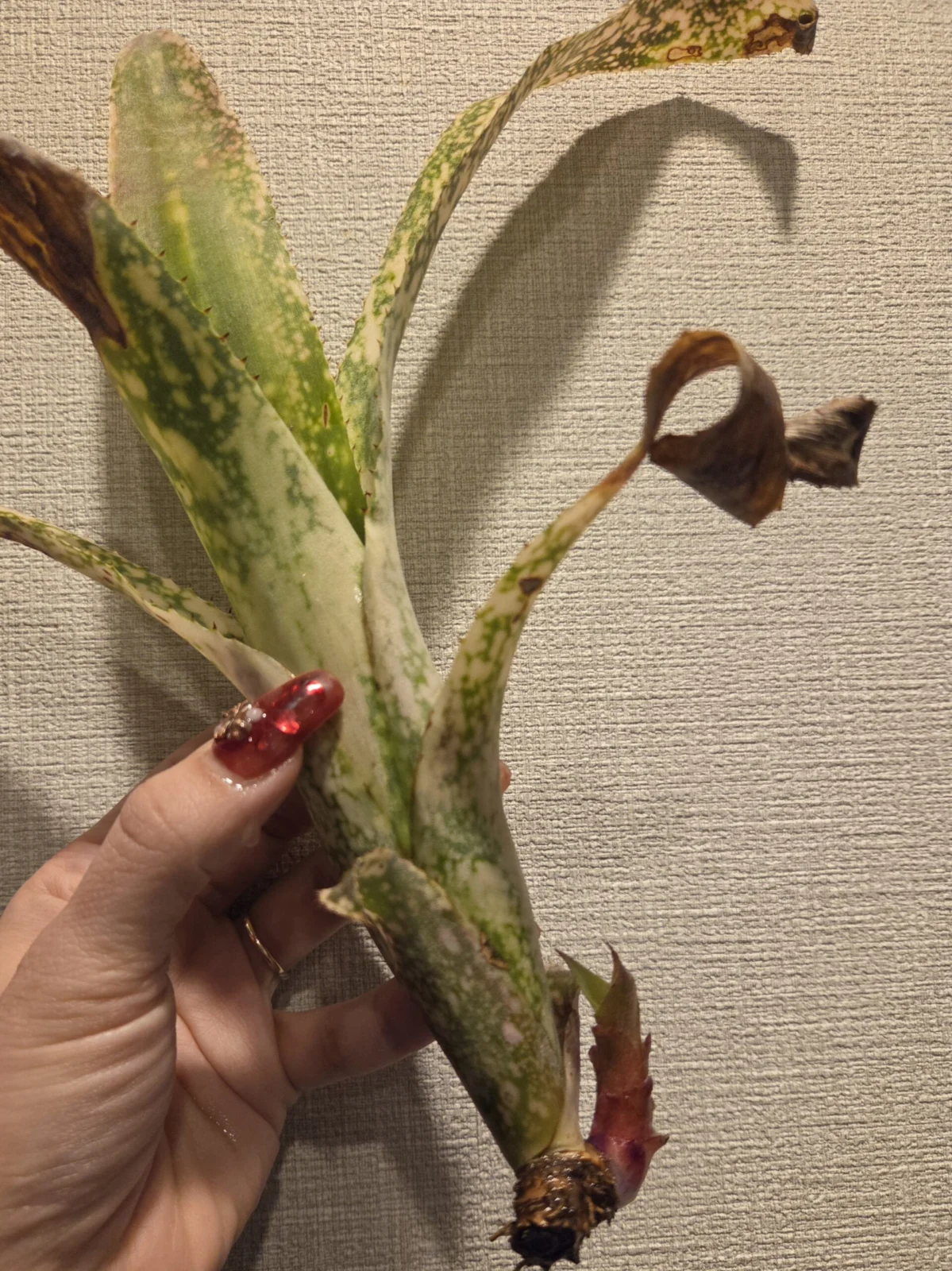 ビルベルギア フラアウワナ