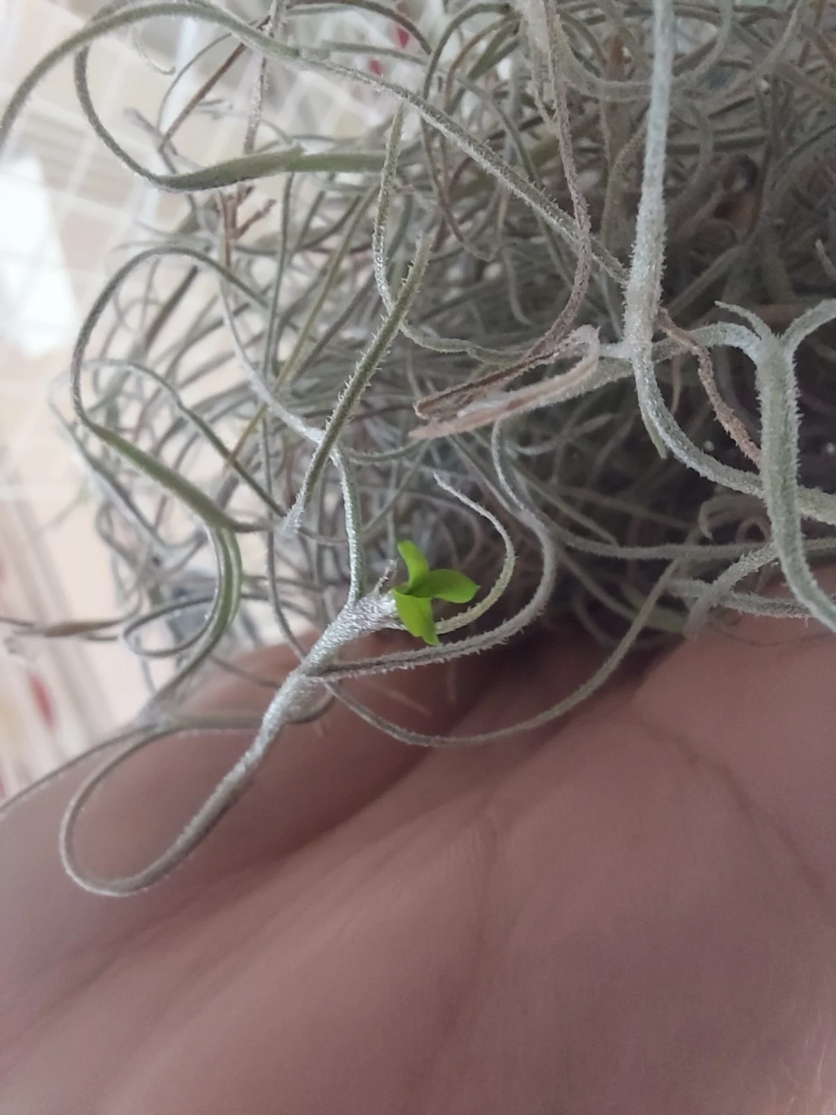 ティランジア ウスネオイデス