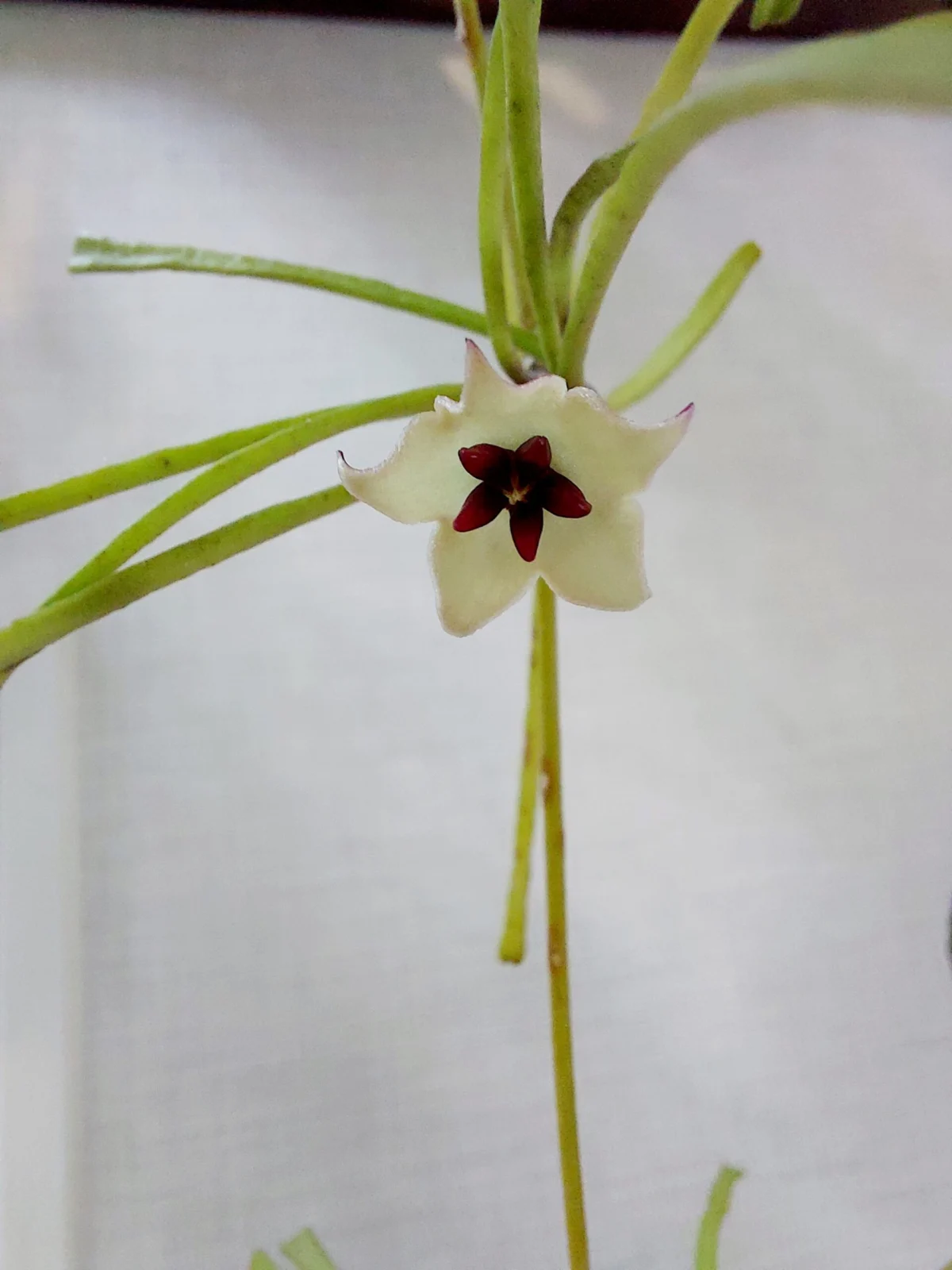 ホヤ　レツーサ　花