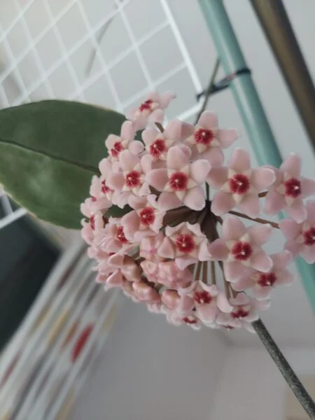 ホヤ カルノーサ 開花