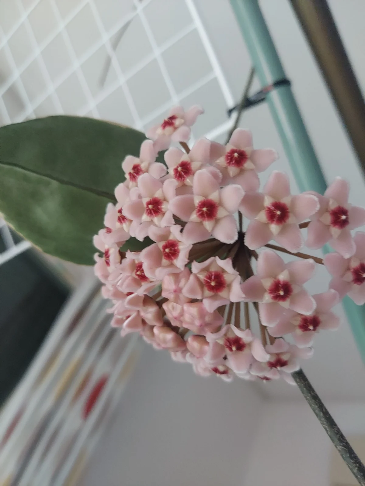 ホヤ　カルノーサ　開花