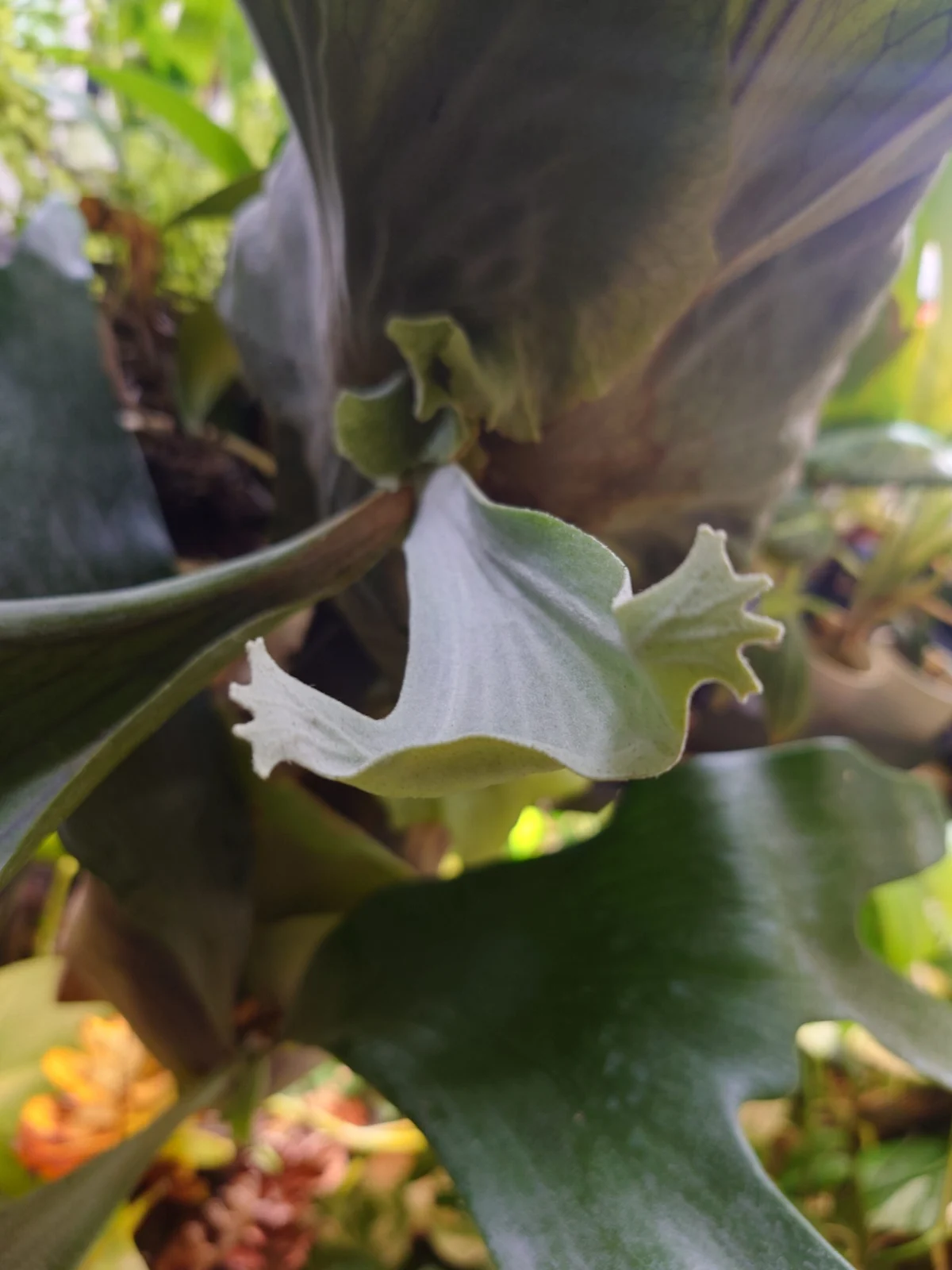 ビカクシダ　スパーバム