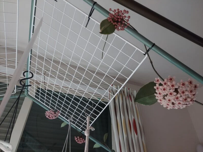 ホヤ カルノーサ 花盛り
