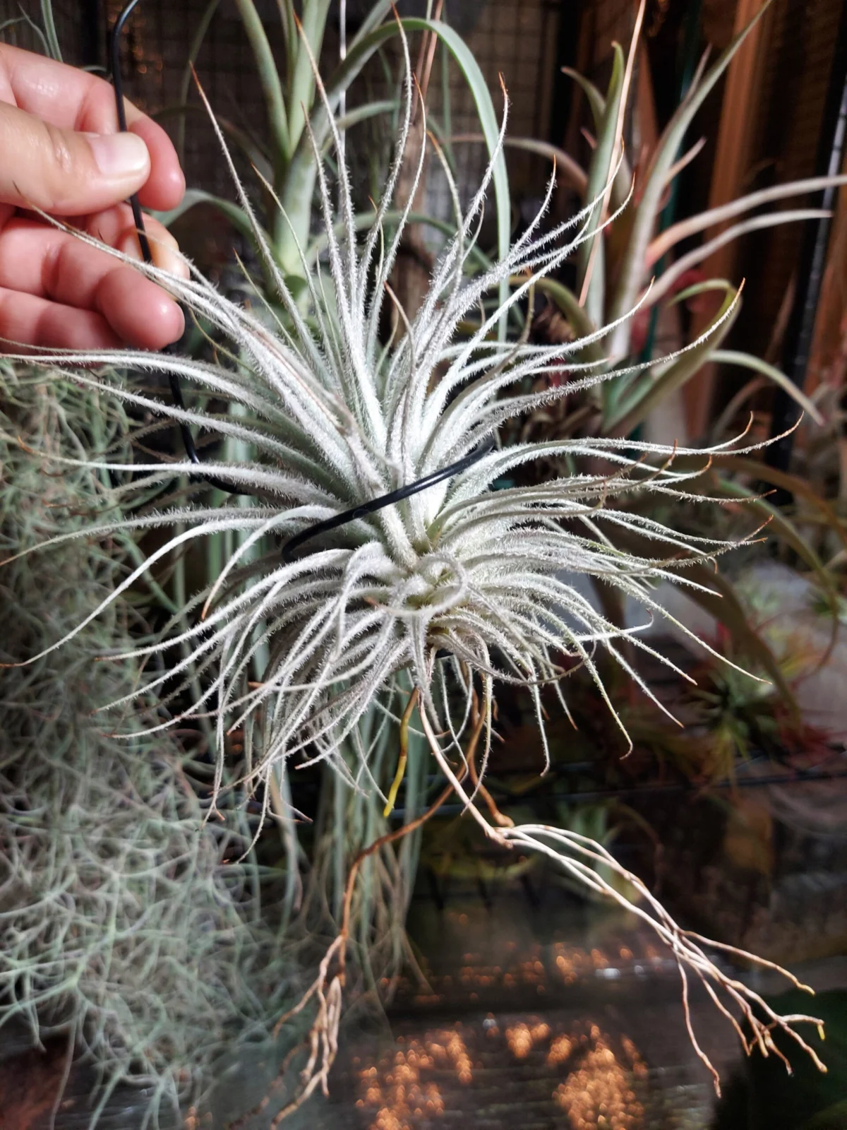 ティランジア　テクトラム