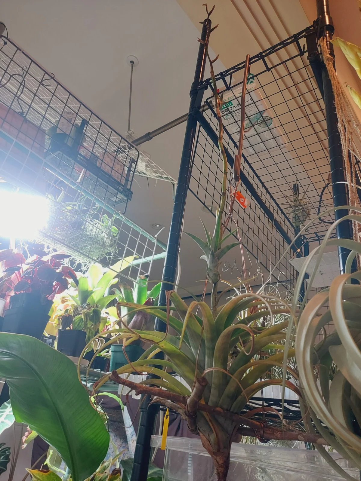 ティランジア　フレキシオーサ　