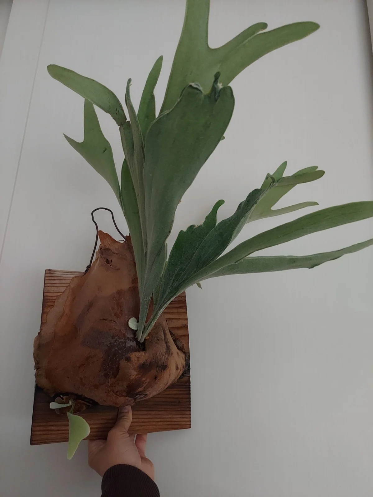 ビカクシダ　ネザーランド