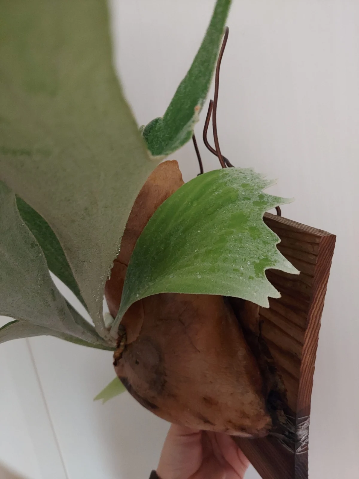 ビカクシダ　ネザーランド　新葉