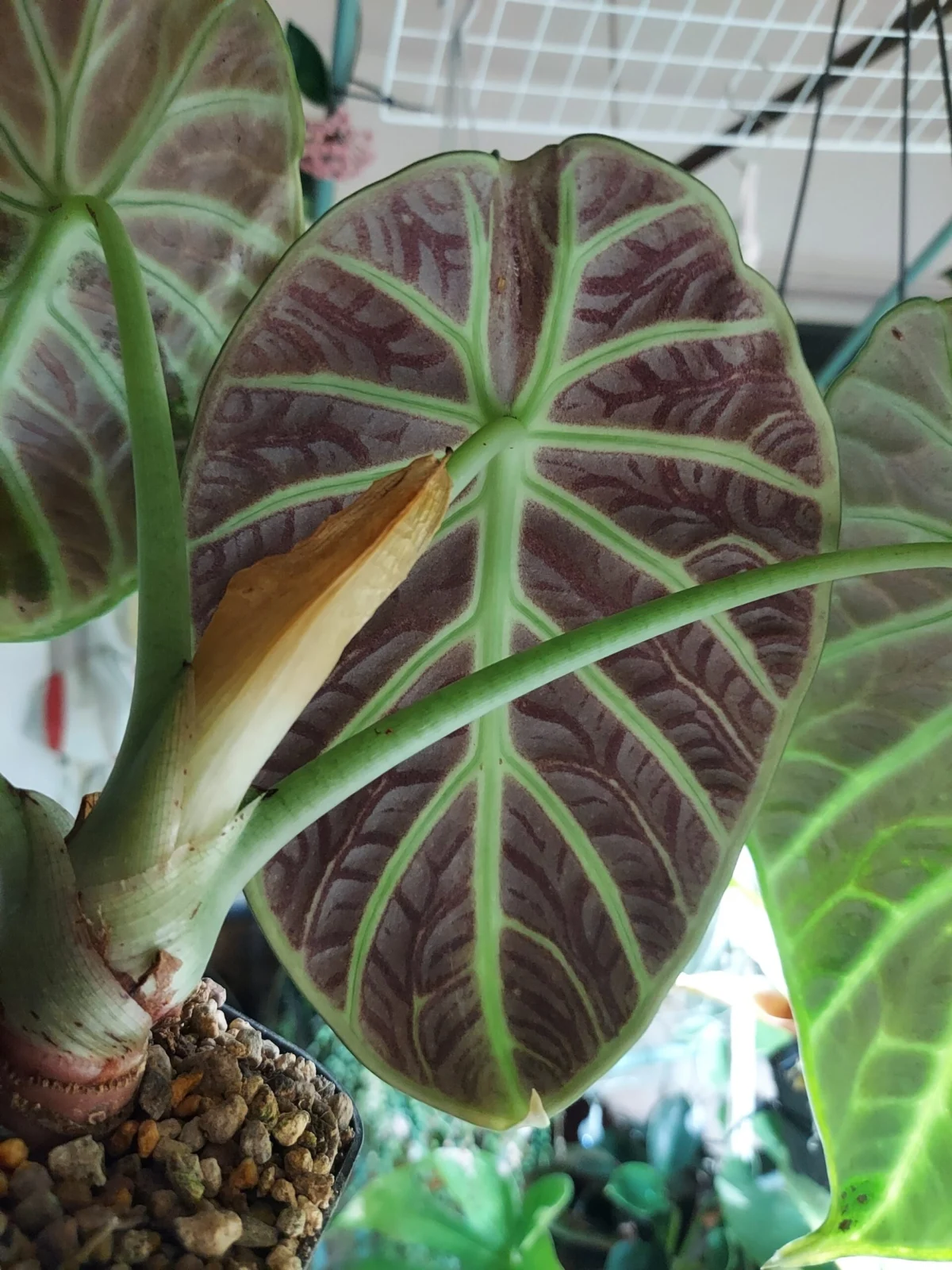 アロカシア ニンジャ 葉裏