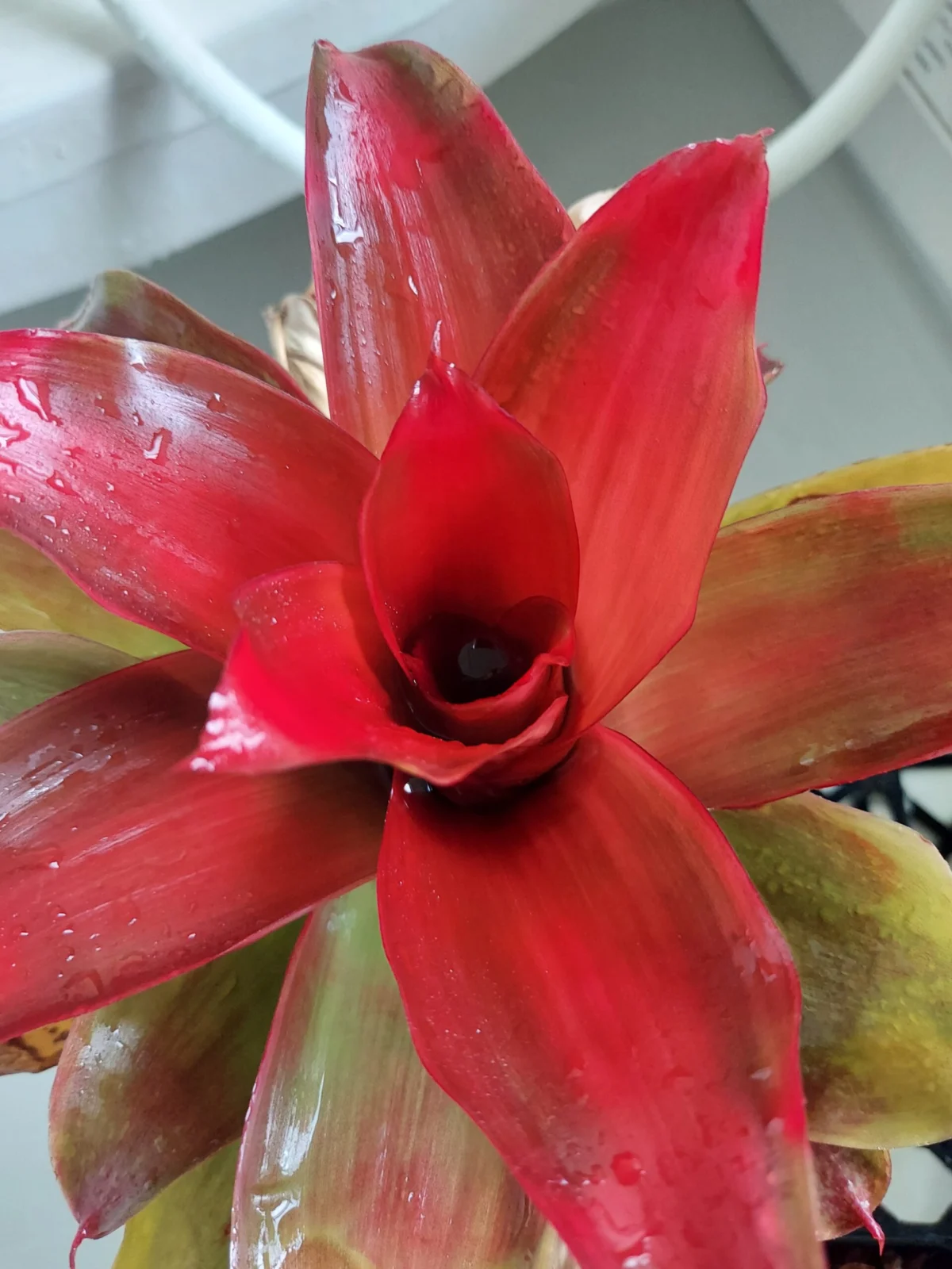 ネオレゲリア　メデューサ