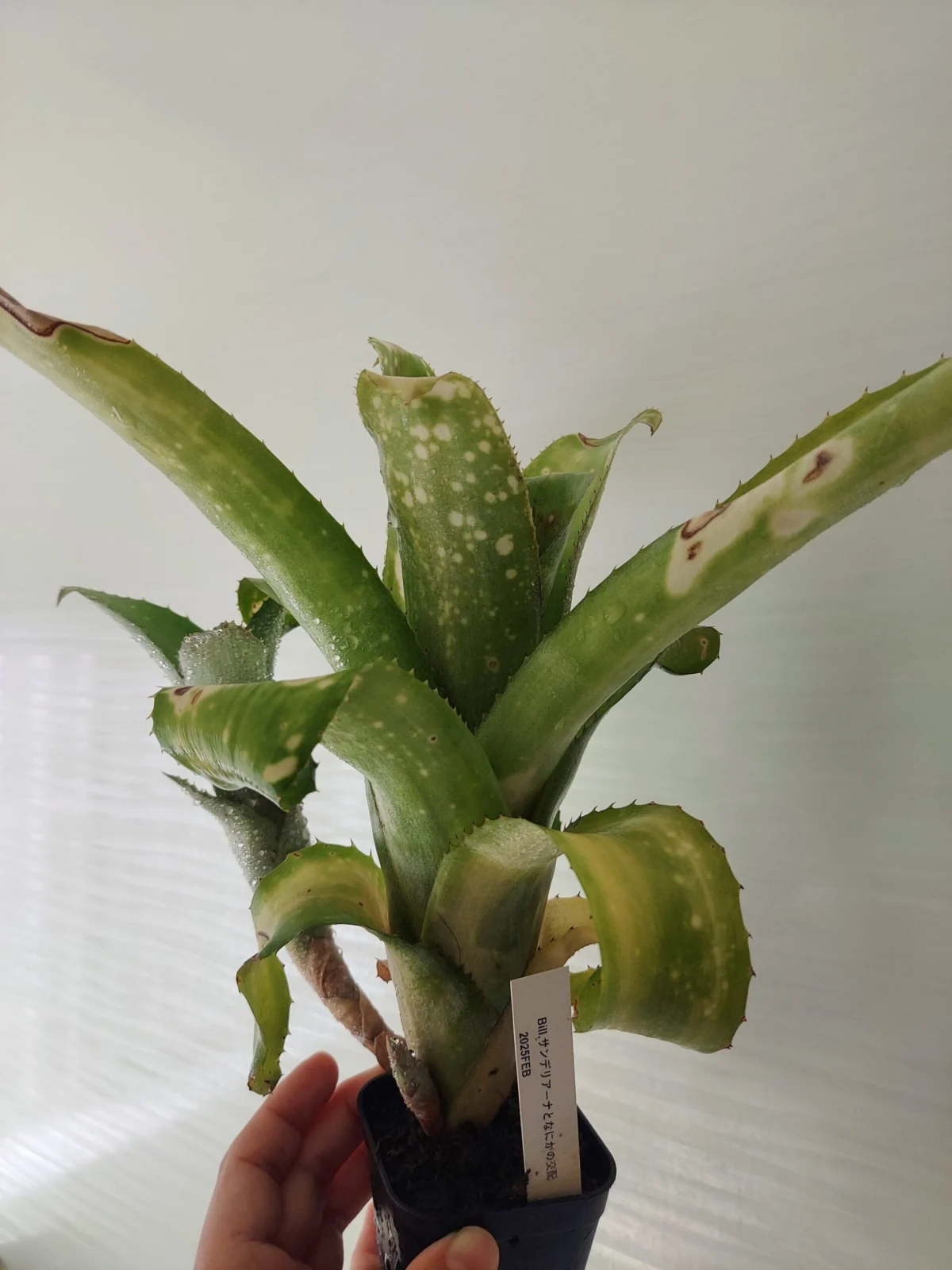 ビルベルギア　サンデリアーナと何かの交配