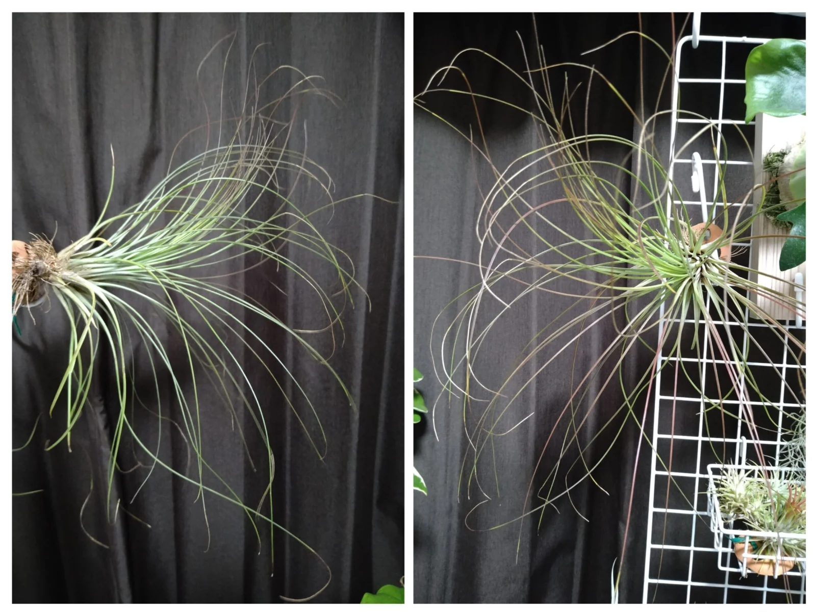 ティランジア　ジュンシフォリア