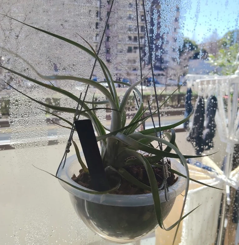 ティランジア キセログラフィカ×ロシー