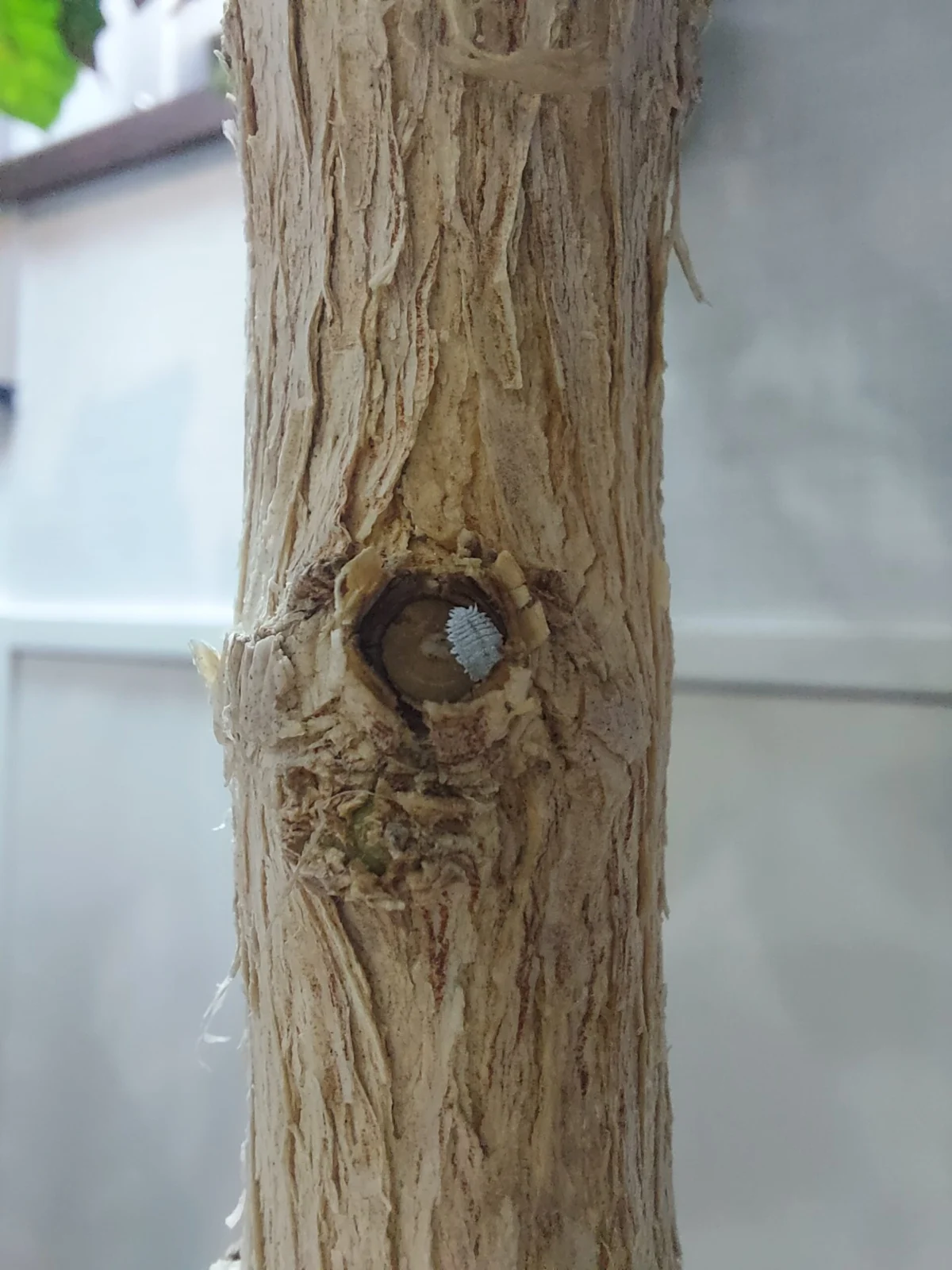 コーヒー　害虫　カイガラムシ