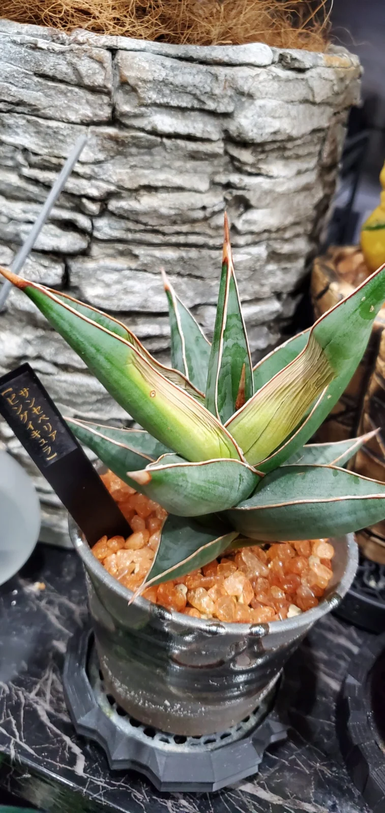 サンセベリア ピングイキュラ